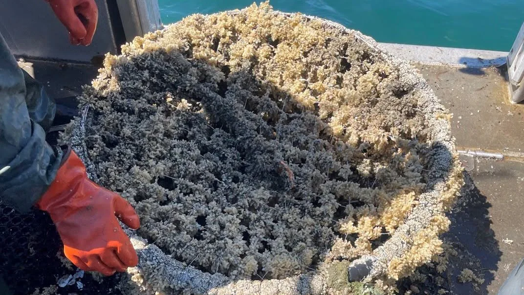 Nearly 200 Abandoned Crab Traps Lead to Multi-Year Suspensions off Del Norte Coast