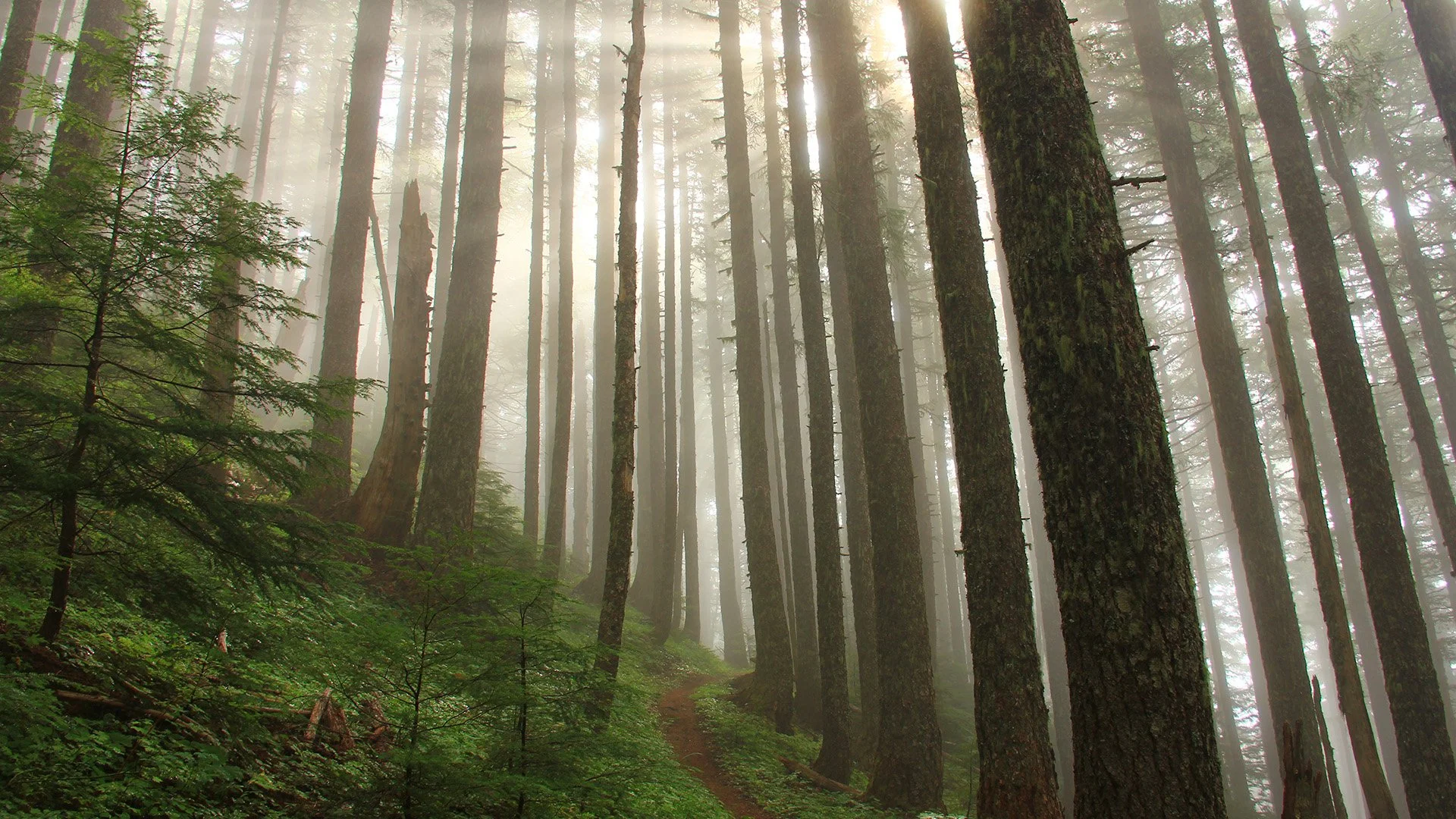 Lost Soda Project Could Bring Forest Treatments to 1,600 Acres Near Eagle Point