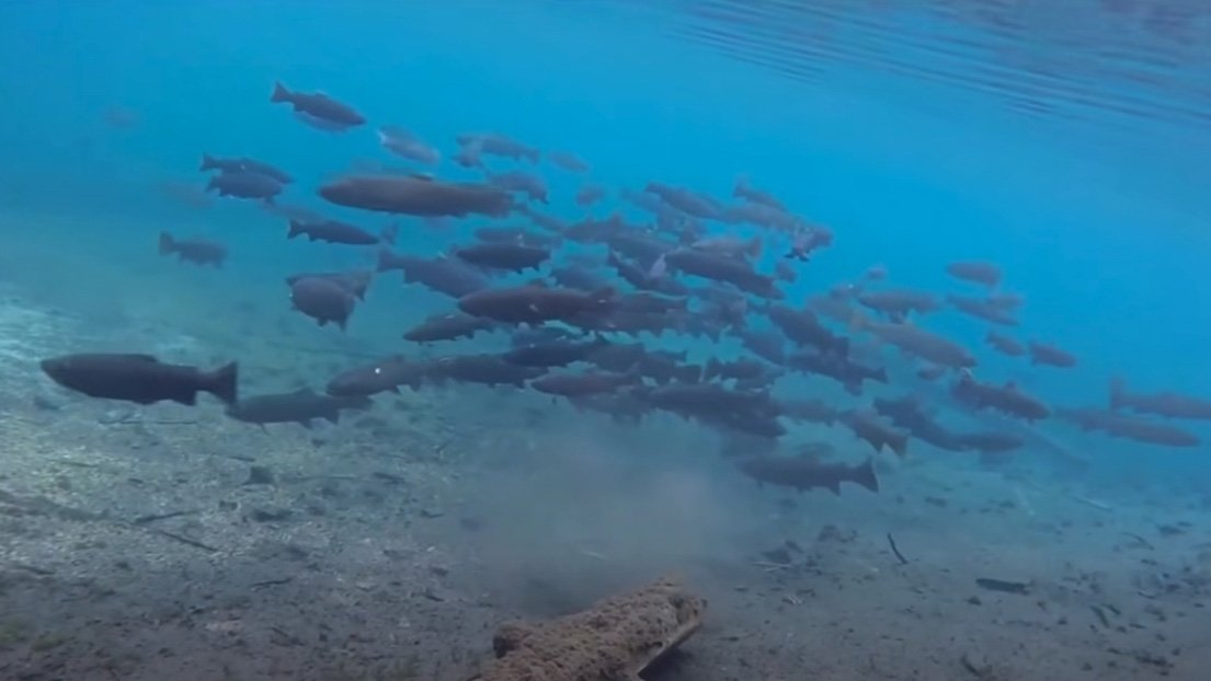 ODFW Sets Catch-and-Release Rules for Native Redband Trout in Klamath Basin