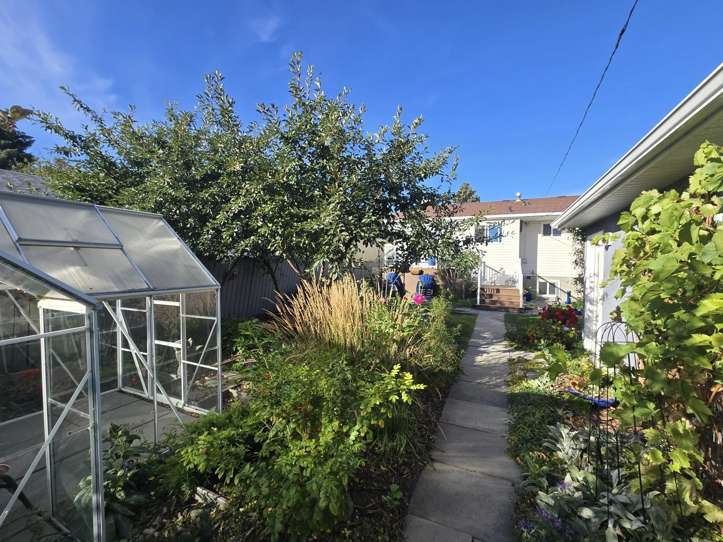 A backyard garden with a greenhouse, a pathway, various plants, and a house in the background under a blue sky.