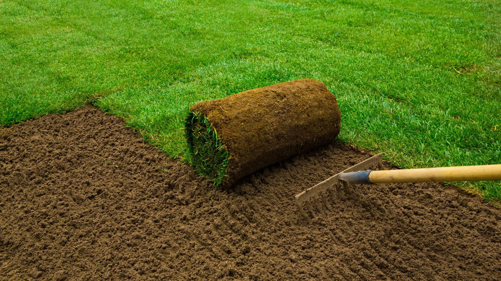 A lawn roller is placed on freshly laid sod, with a shovel nearby on a patch of soil.