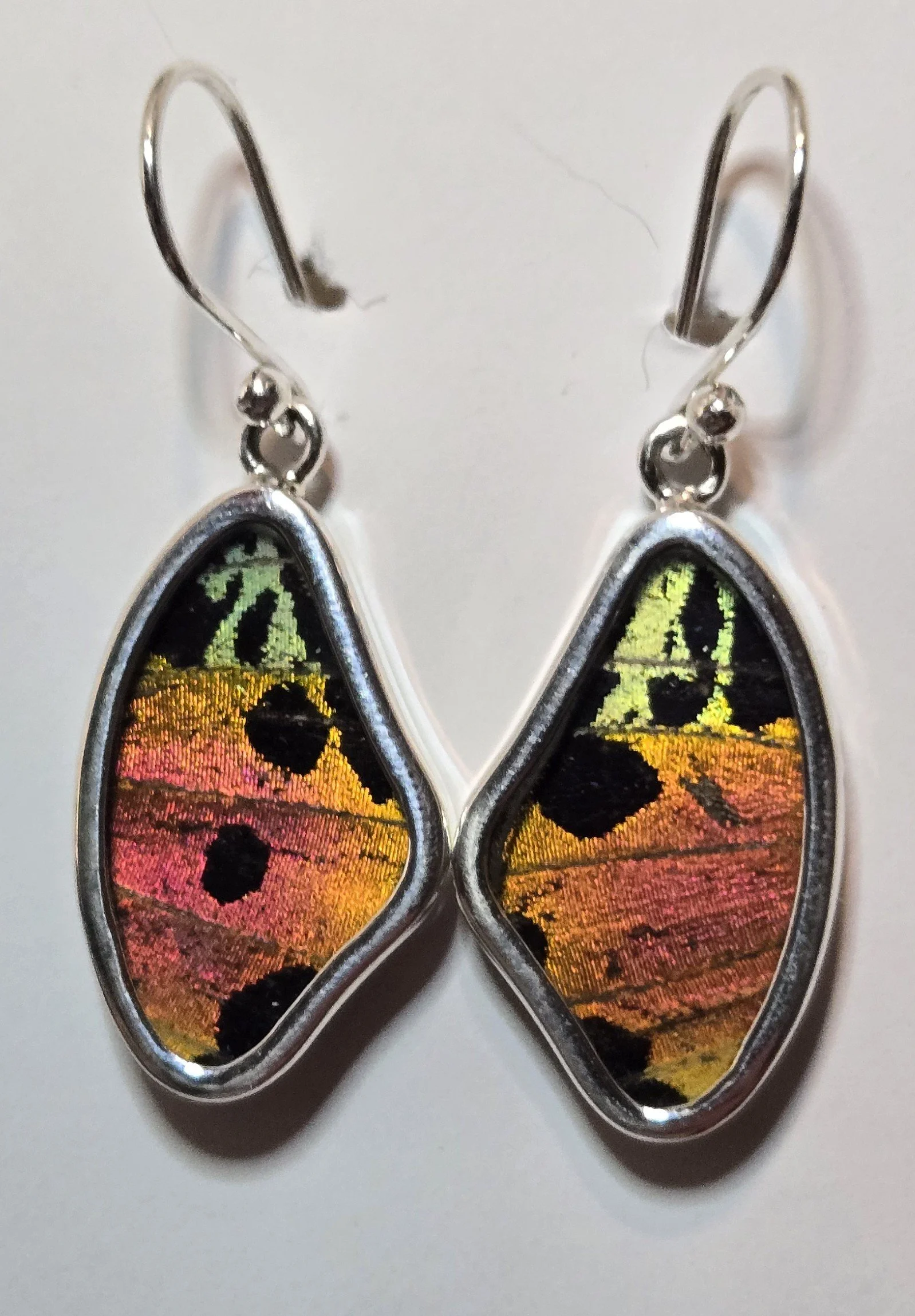 Urania Ripheus 2.jpg