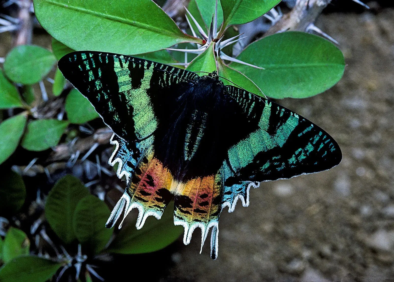 Madagascan-sunset-moth-Chrysiridia-rhipheus natural.jpg