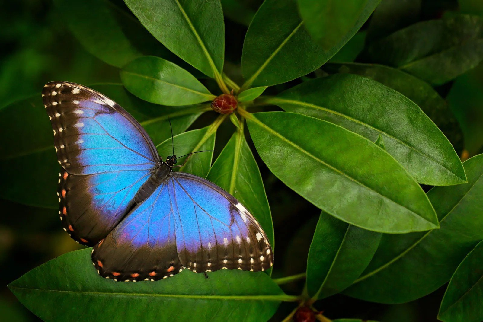 Morpho-butterfly-leaf-Costa-Rica.jpg