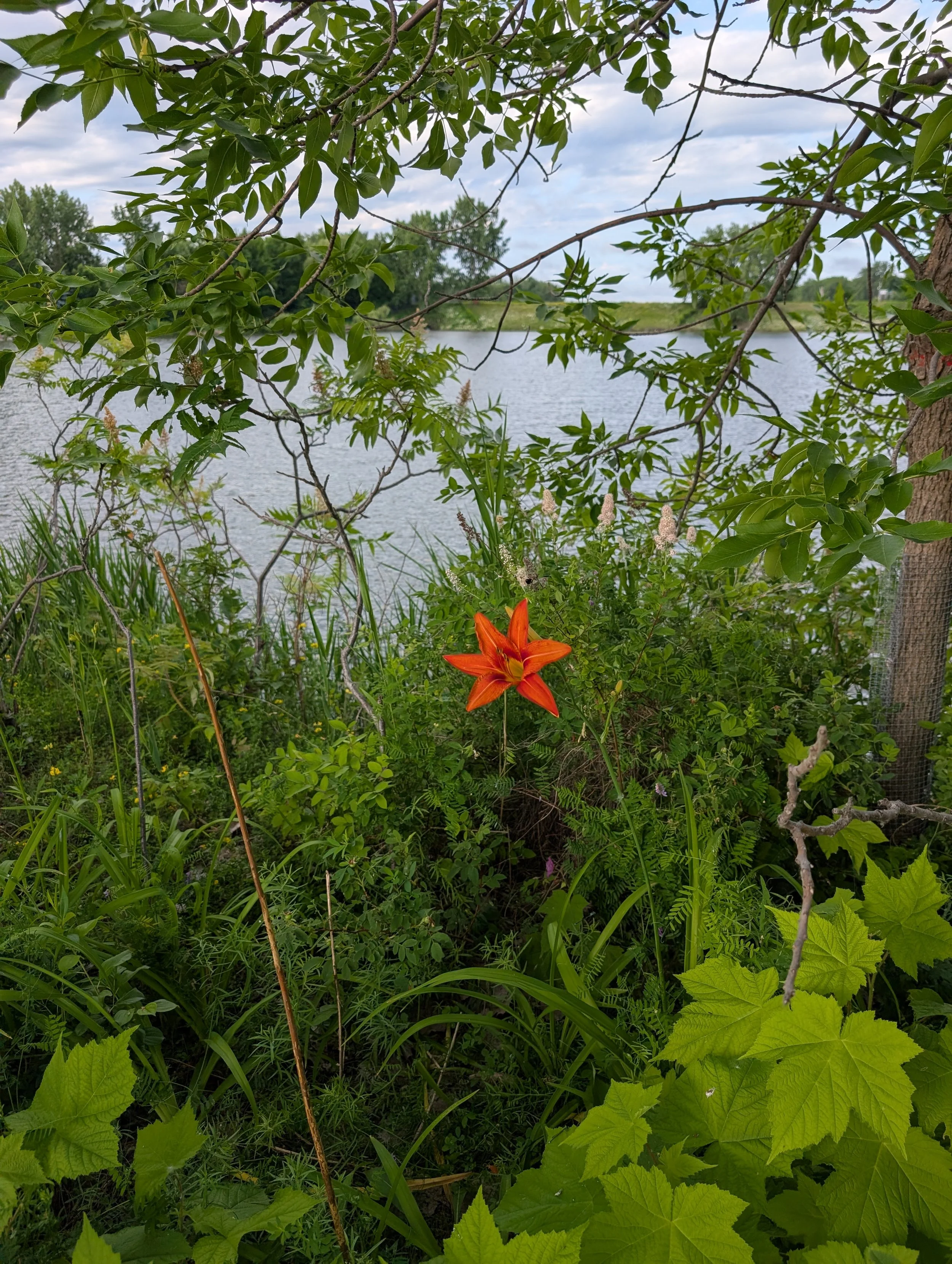 A daylily blooming among wild grass and green foliage by the water, reflecting calm and growth.