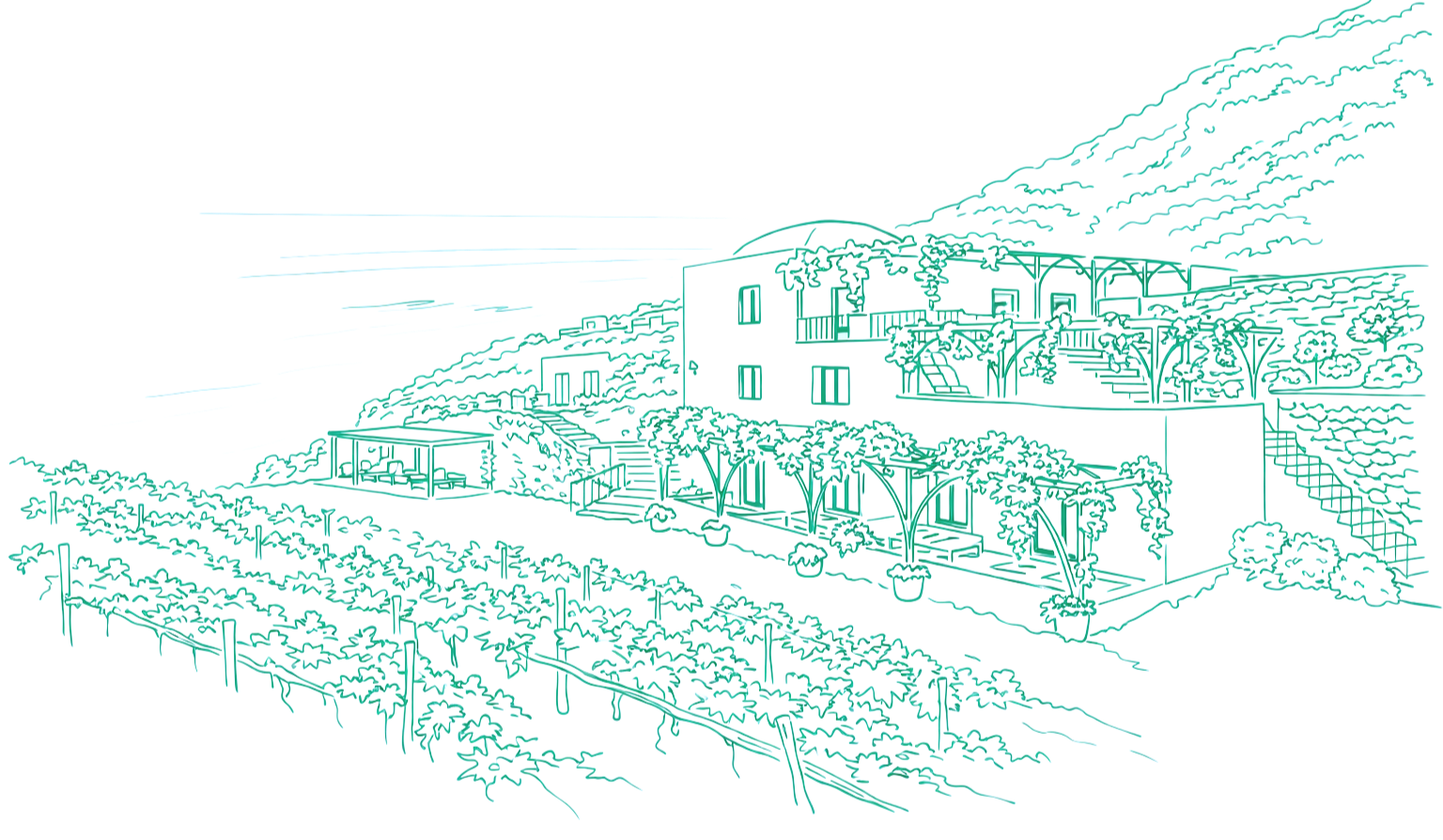 A line drawing of a hillside vineyard with a multi-level house and a greenhouse, featuring grapevines, trees, and a stairway leading up the hill at night.