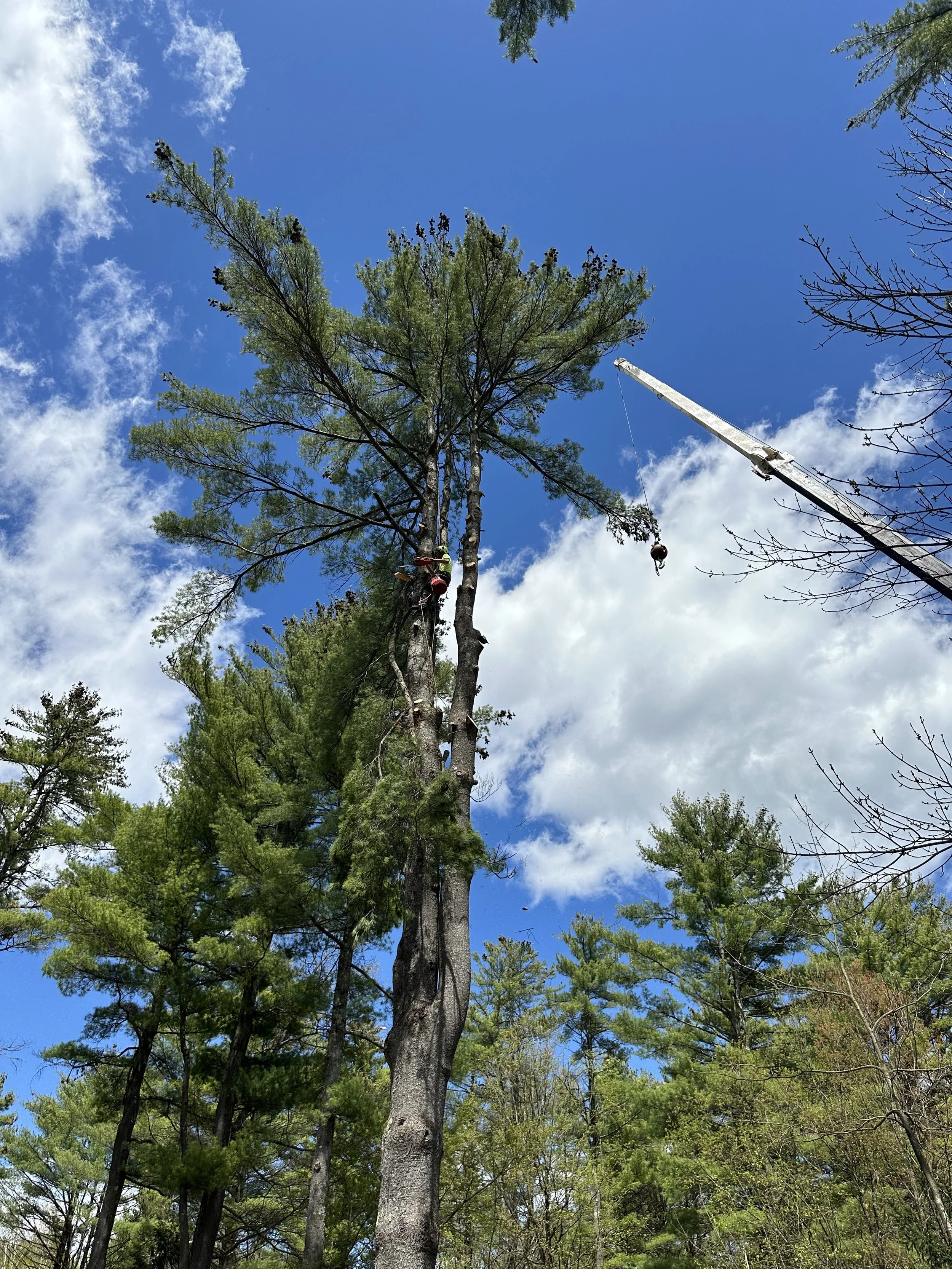 Tree being cut down with a crane lifting a section of the trunk, surrounded by other trees under a partly cloudy sky.