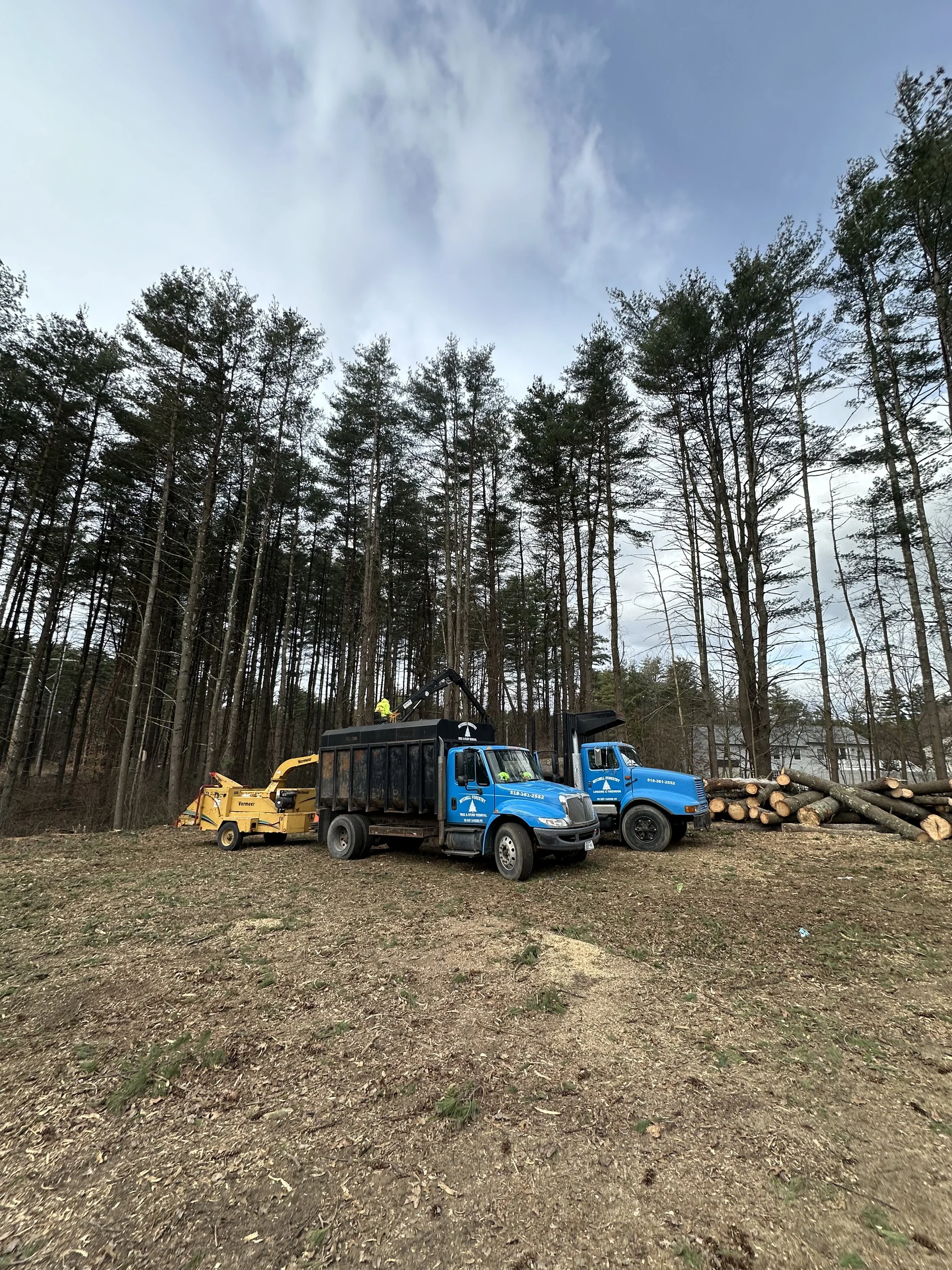 Tree cutting operation with two blue trucks, a yellow woodchipper, and logs stacked near a forest.
