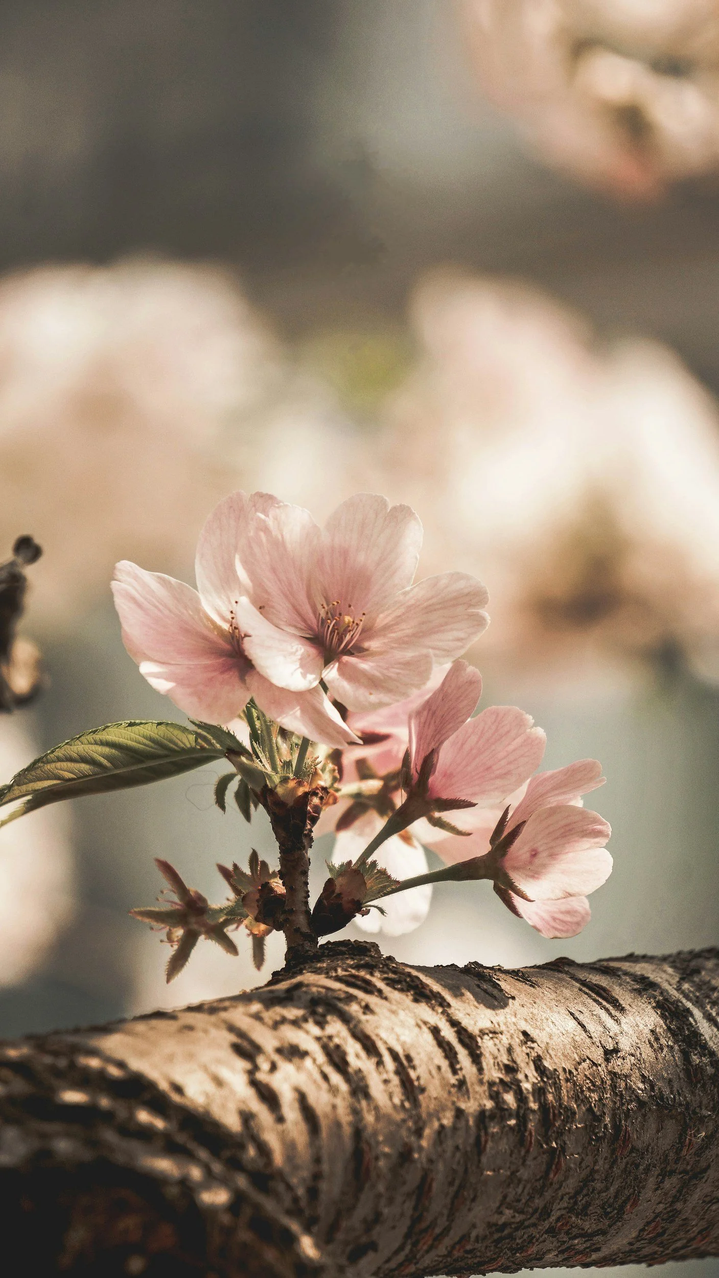 Pink cherry blossoms blooming on a branch with a textured tree trunk in the foreground, blurred background with soft light