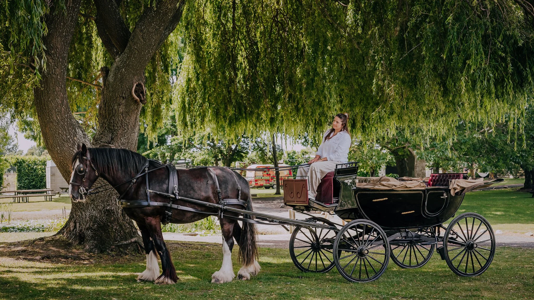 Terroir-and-us-Marlborough-Carriage-Tours-Horse-Clydesdale.jpg