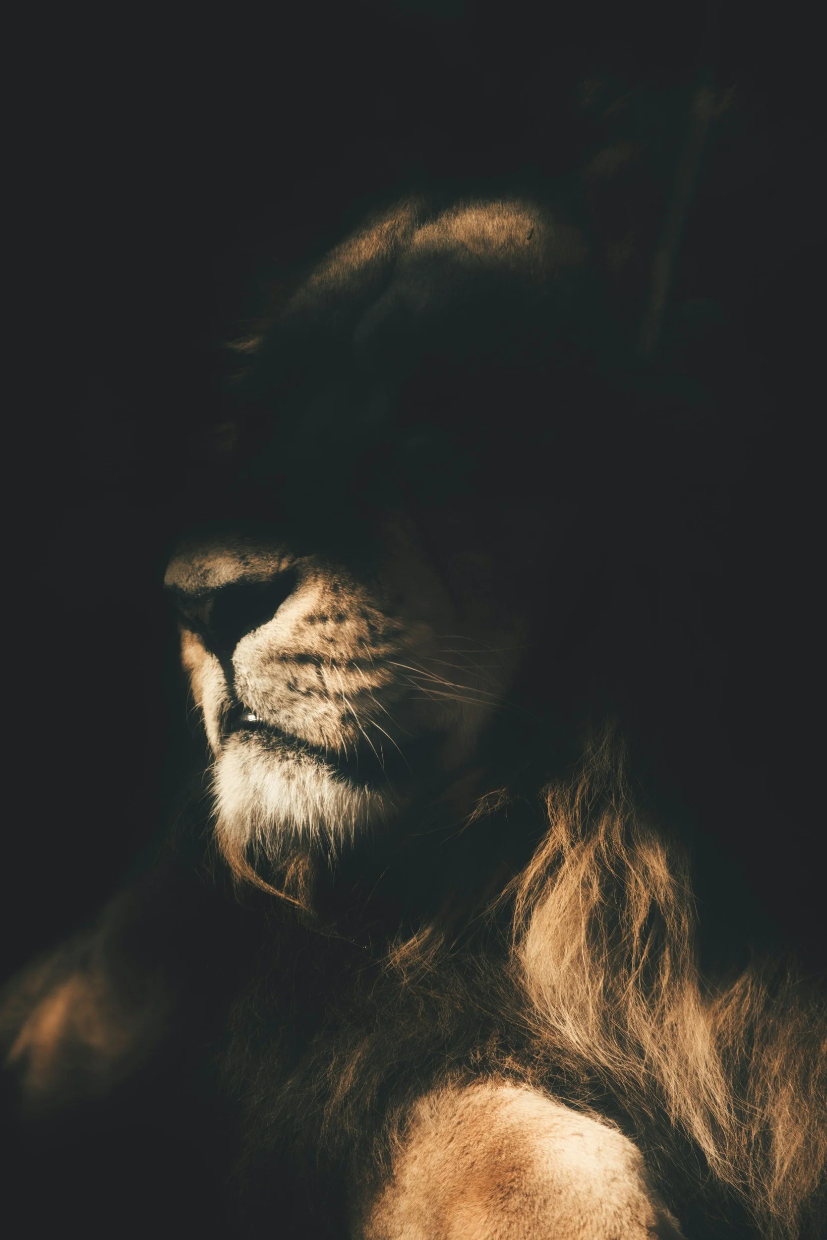A close-up of a lion's face in low light, showing part of its nose, mouth, and mane with a dark background.