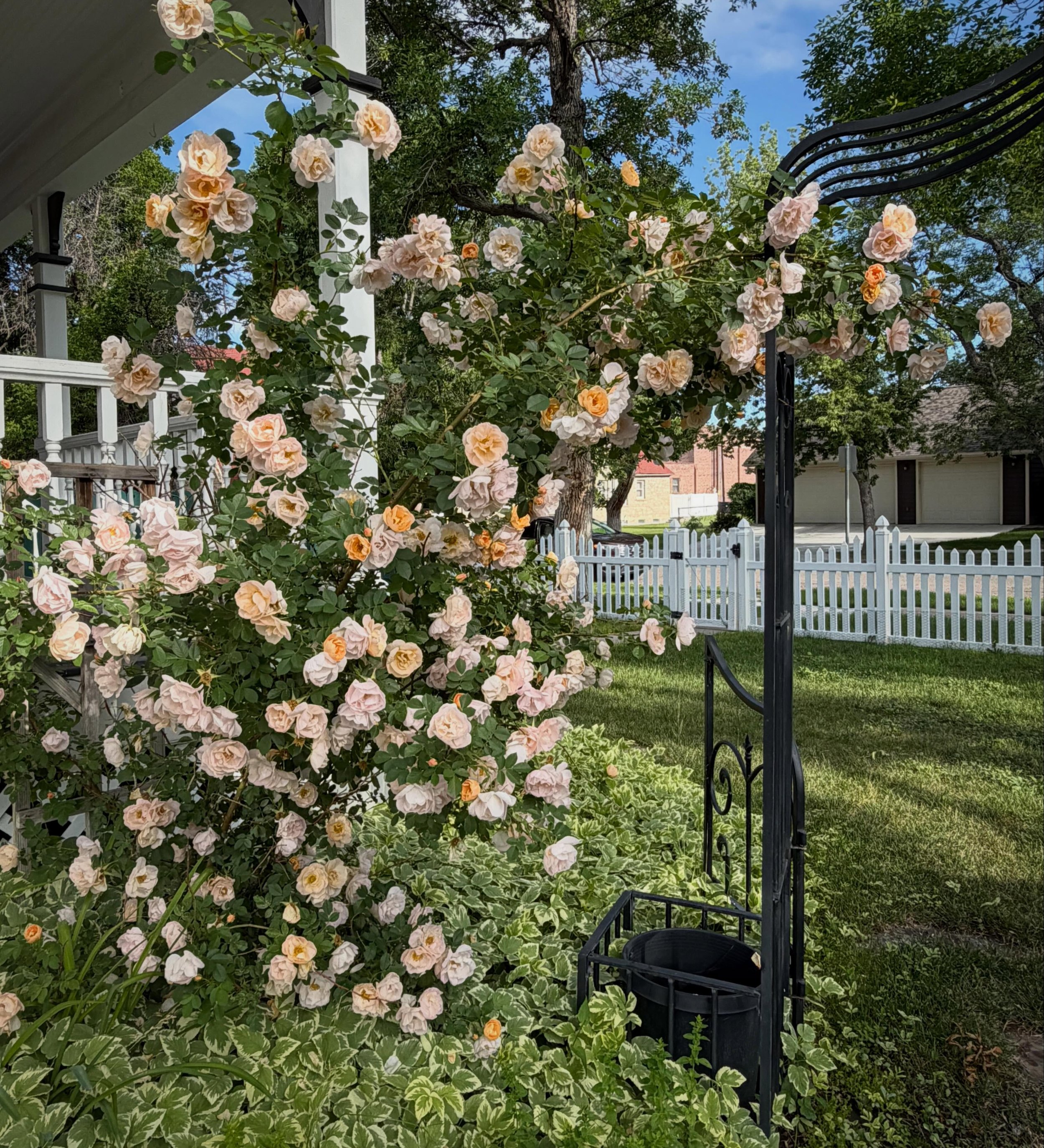 Taking a moment to fill my feed with some color, and appreciate these roses blooming below my studio window! If only I could coax them over this little trellis gate, I&rsquo;d have the secret garden entrance of my dreams!