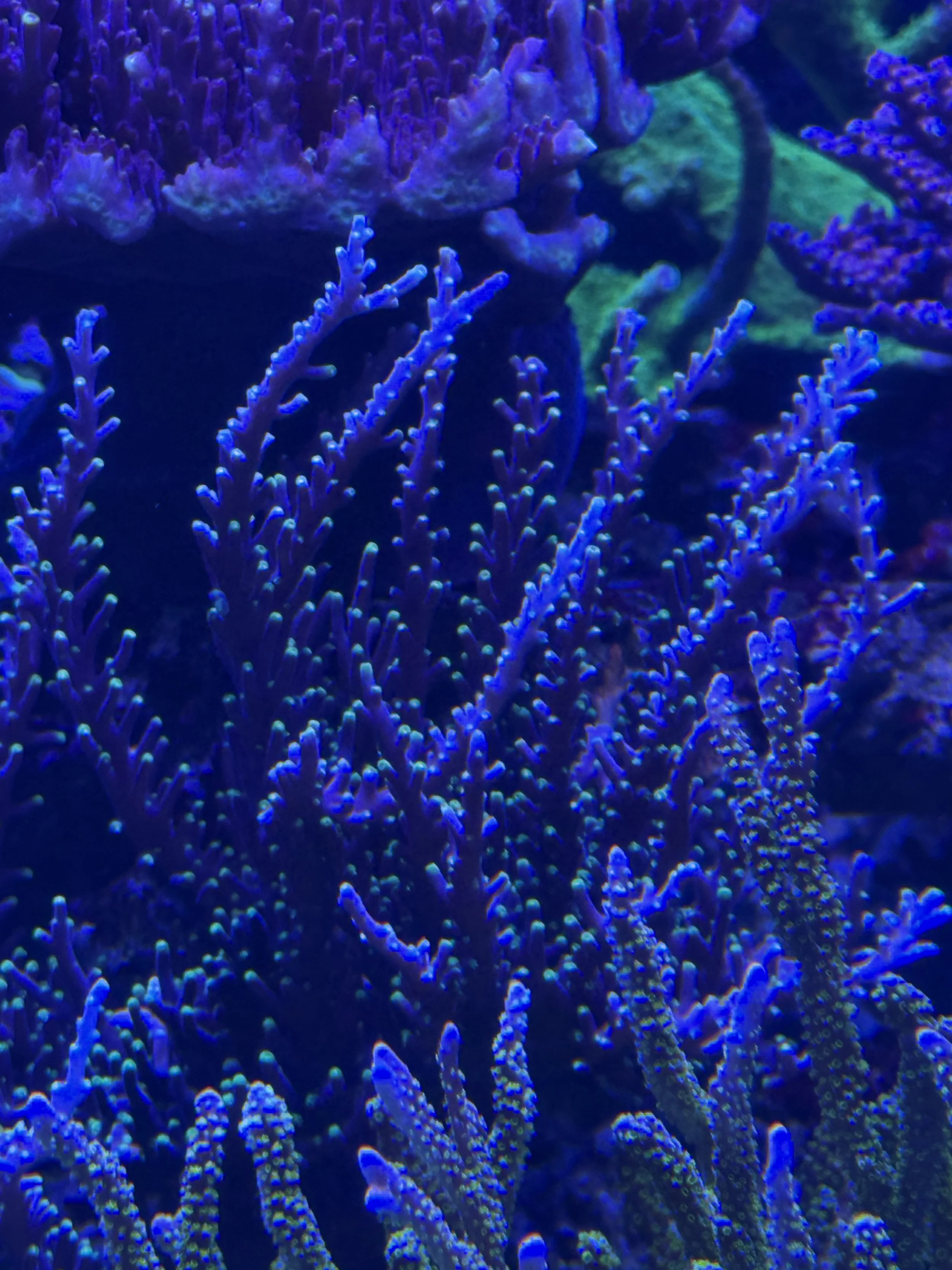 Needle in Haystack ACRO