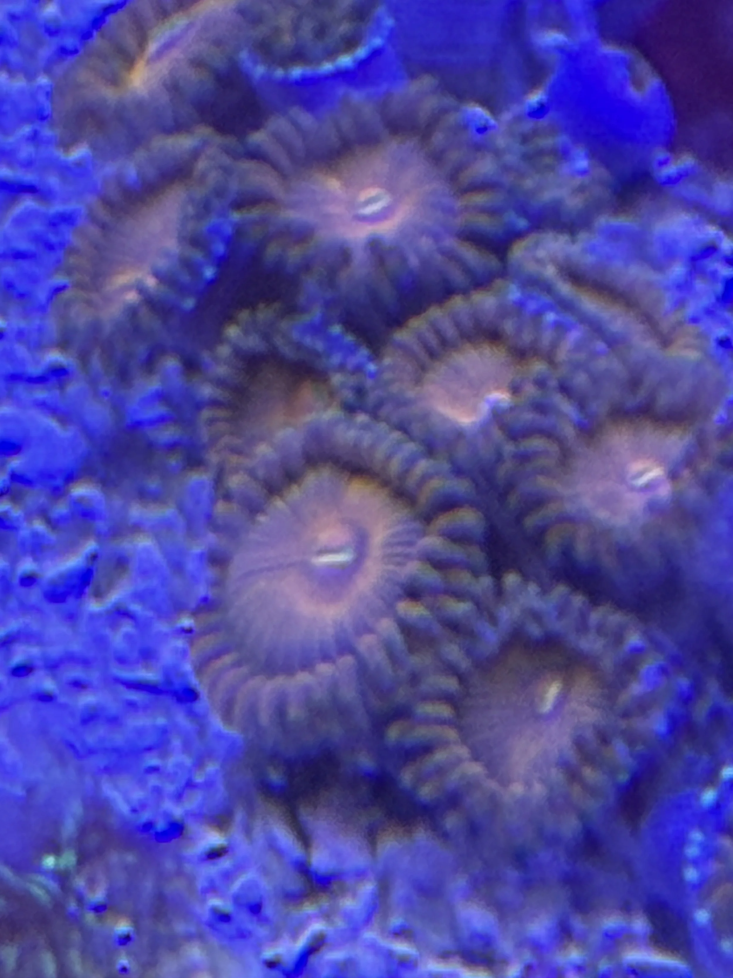 Golden People Eater zoa