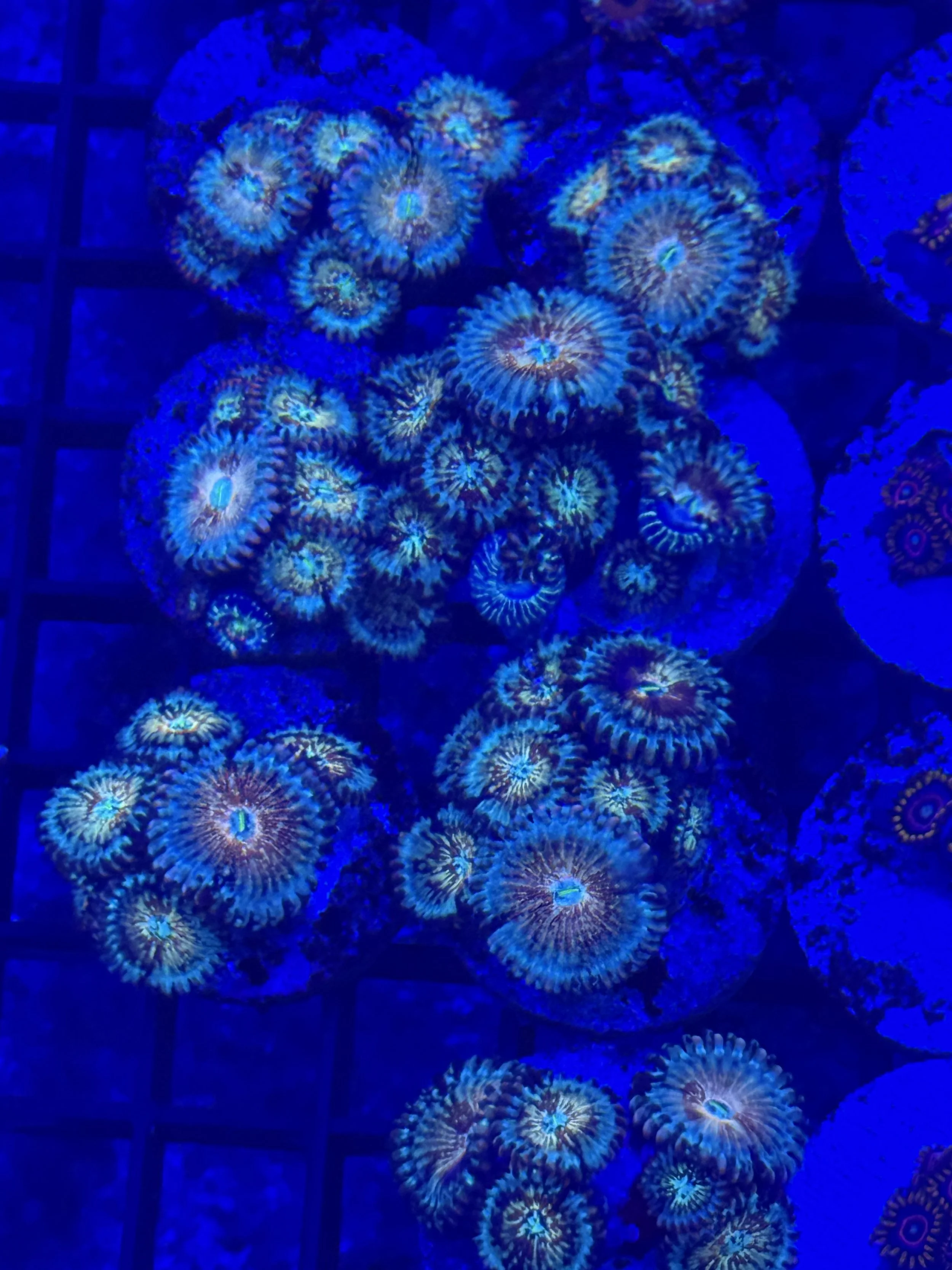 White zombie zoa