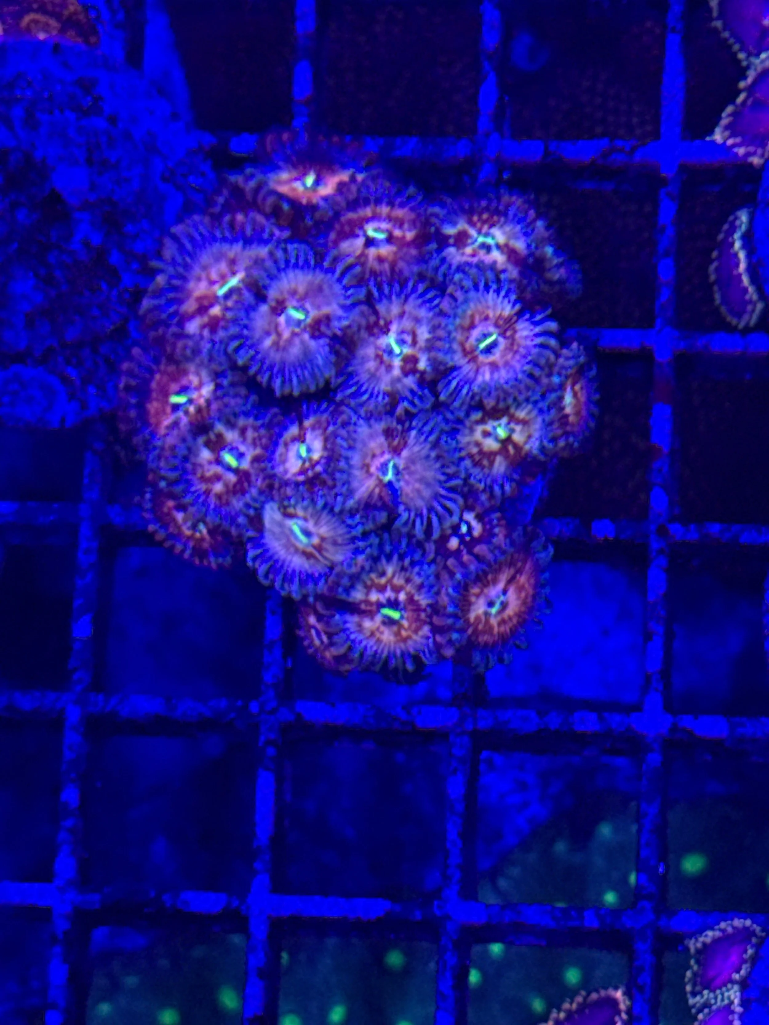 Salted Agave Zoa Mini colony WYSIWYG