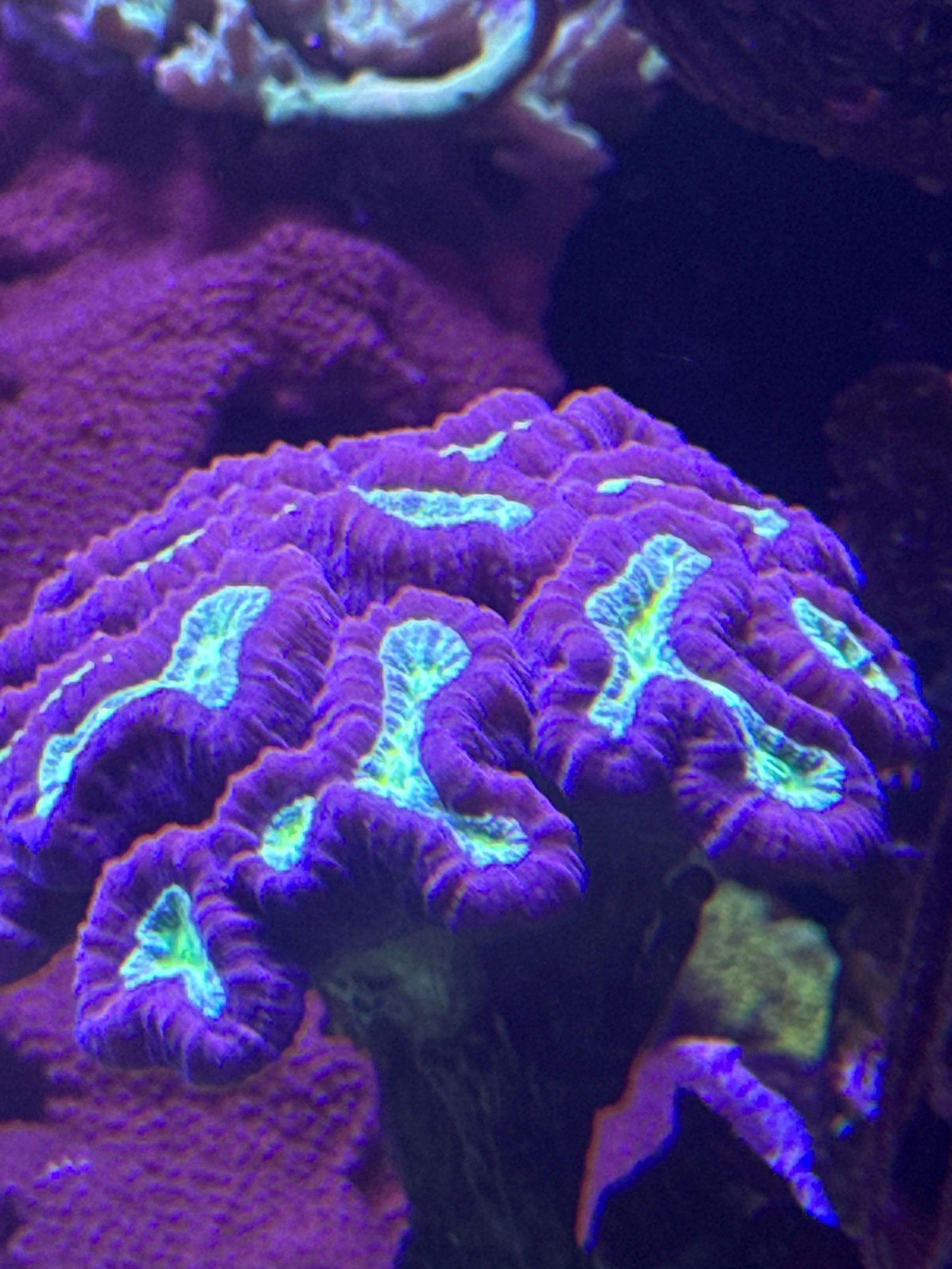 purple trumpet coral