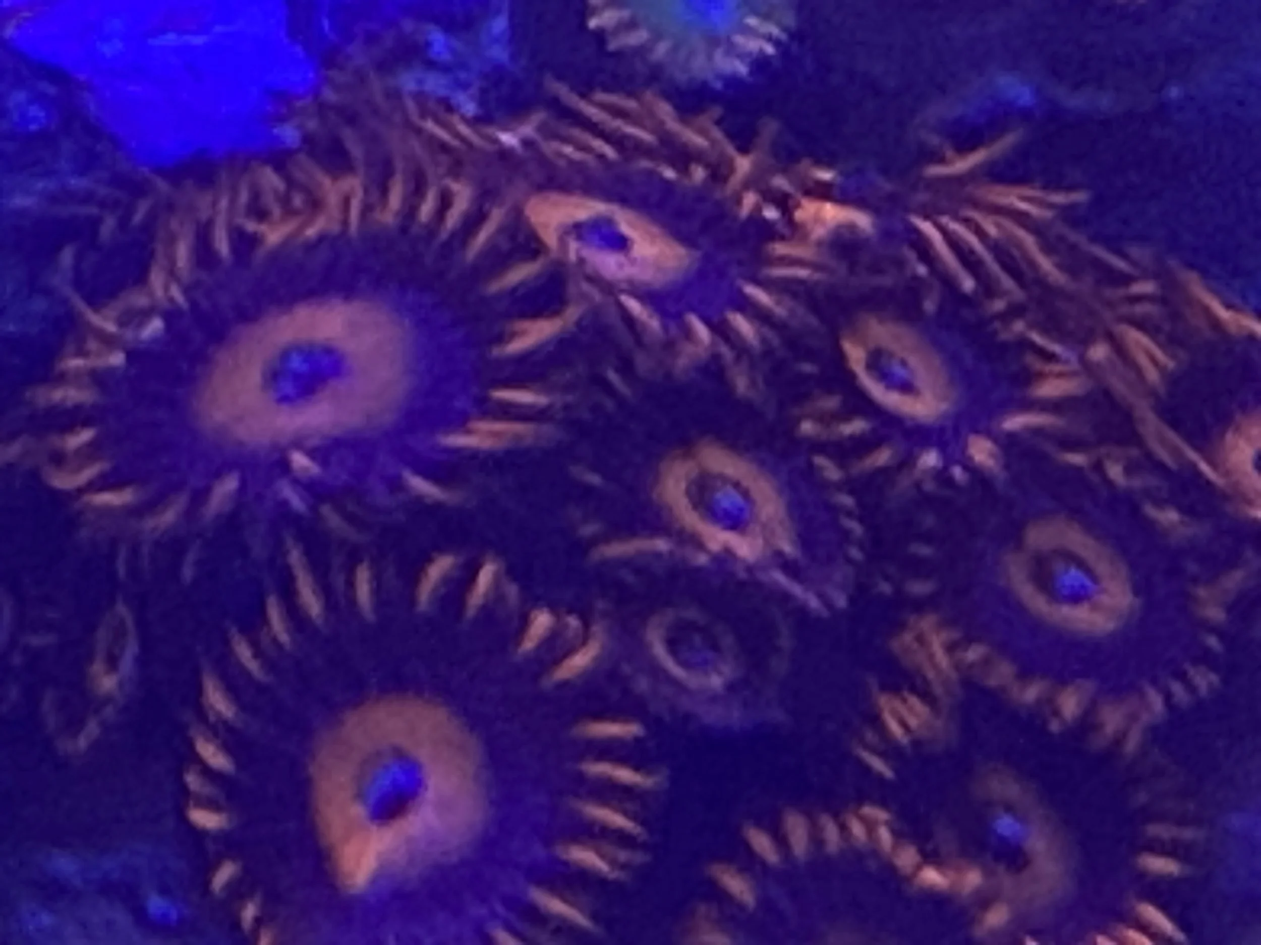 Red Oxide Zoanthid
