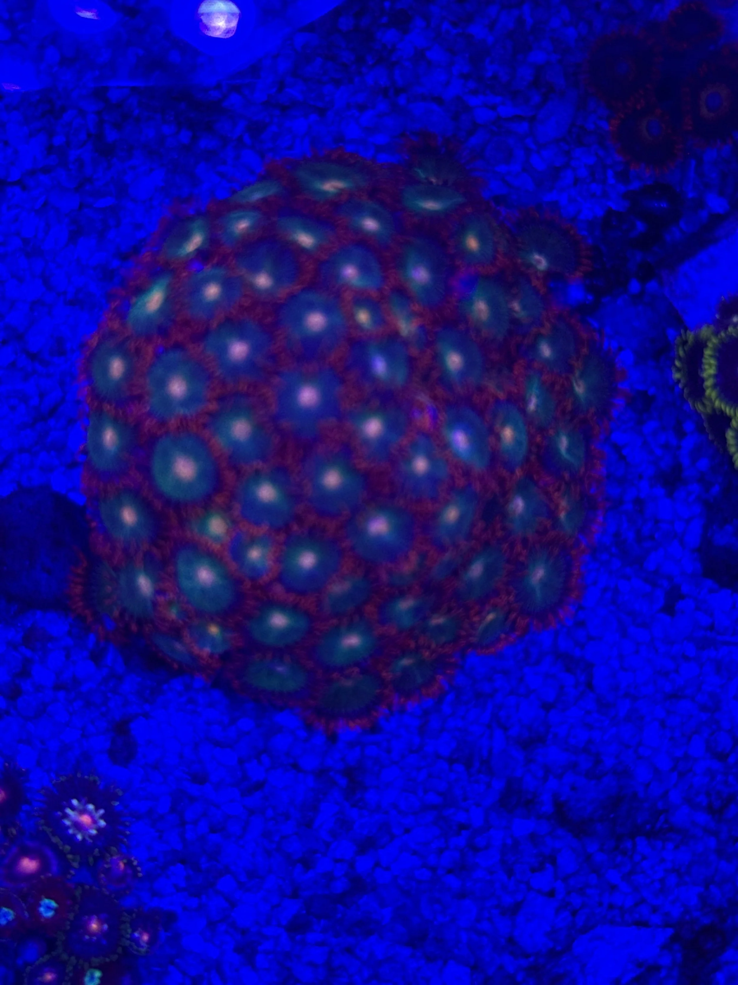 Gatorade zoa mini colony. (Wysiwyg)