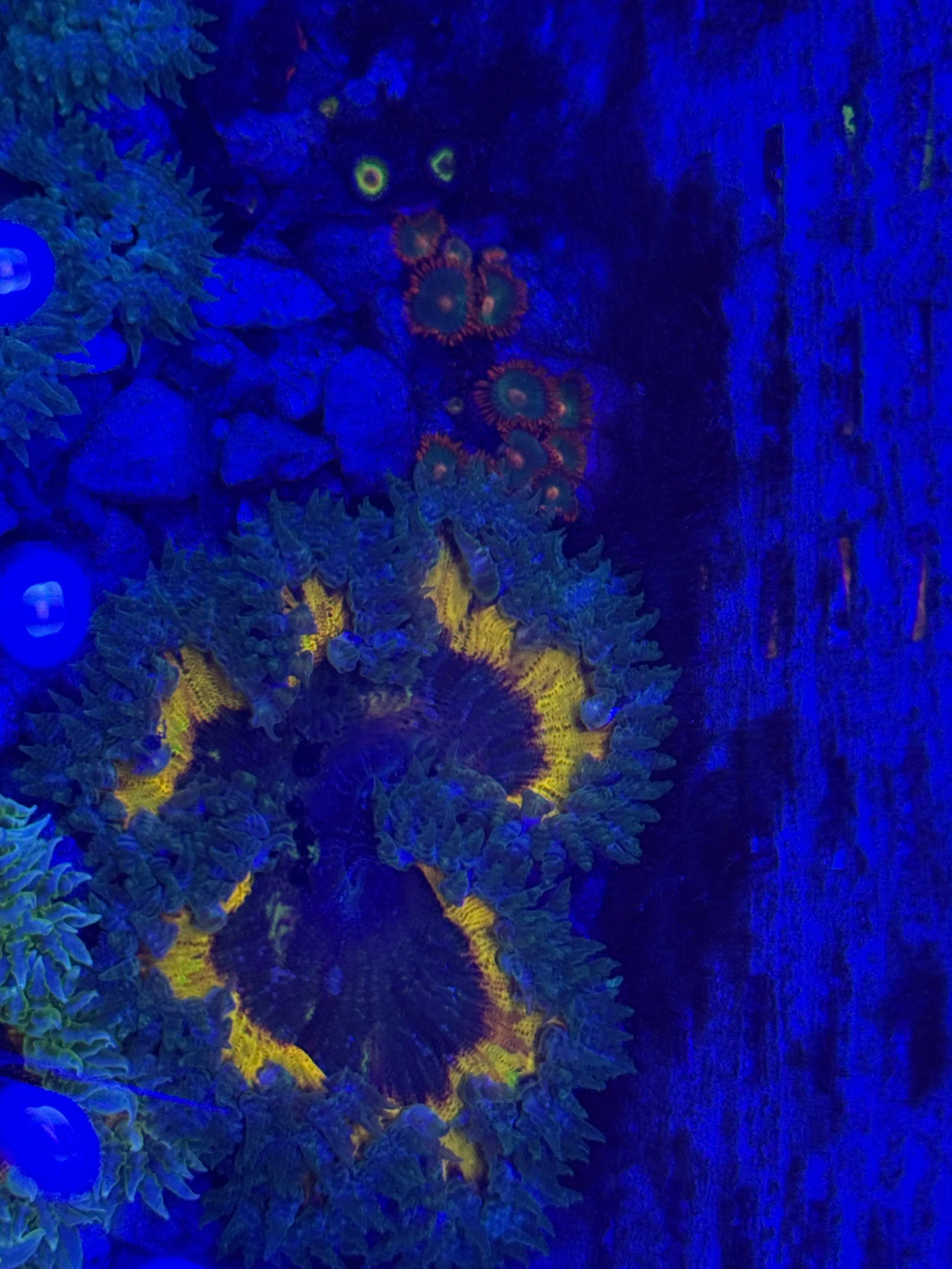 Gold Coloured Rock Flower Anenome