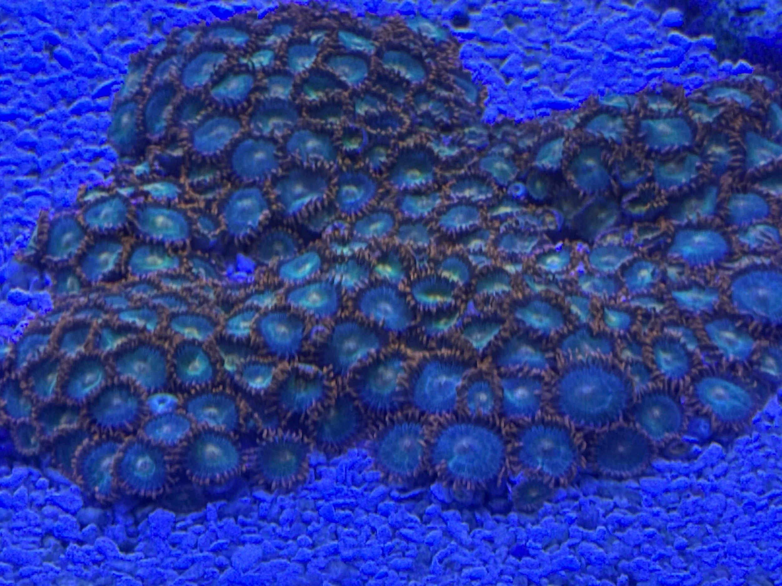 Gatorade Zoa Colony WYSIWYG