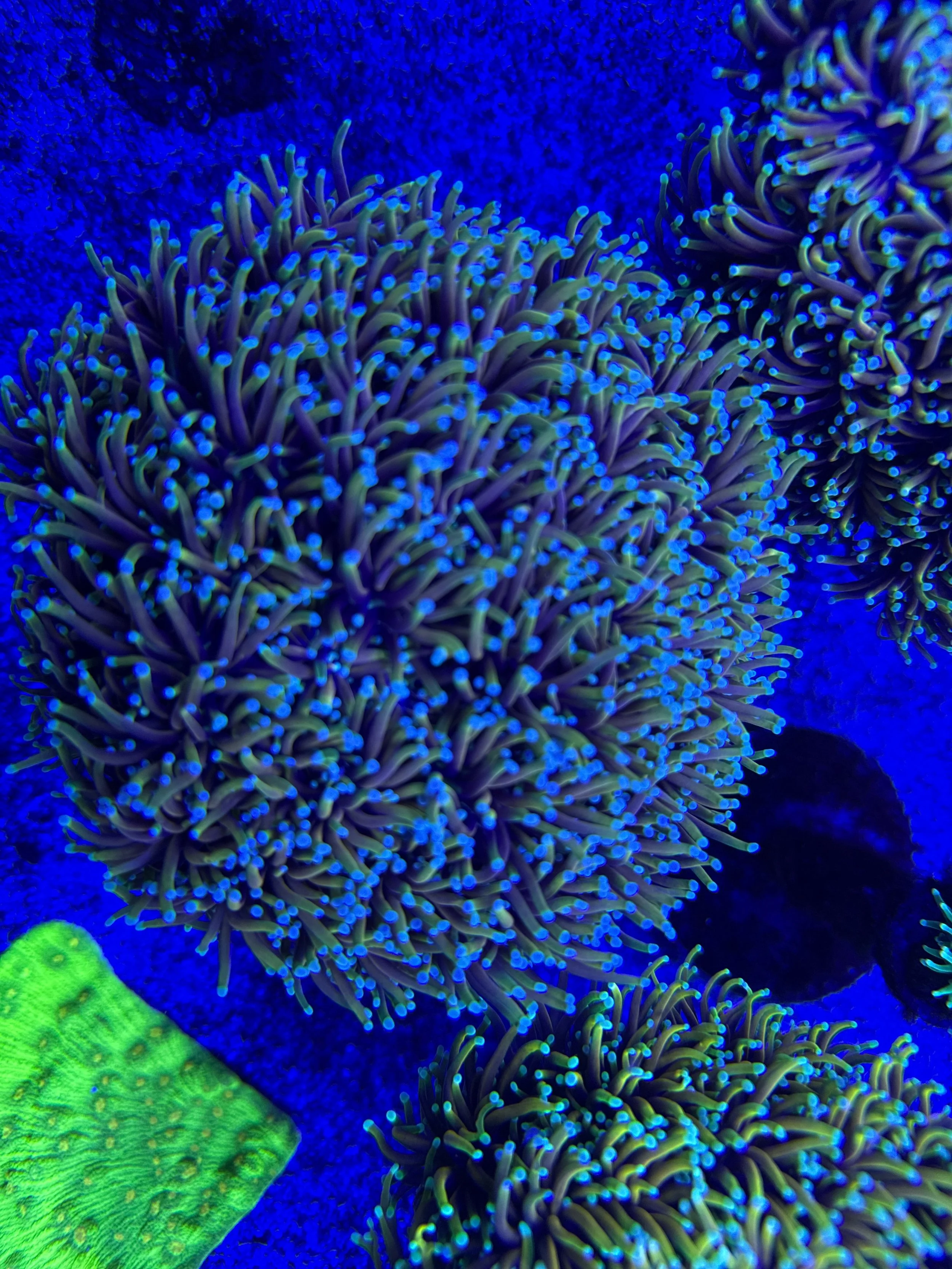 Hellfire torch (per head)