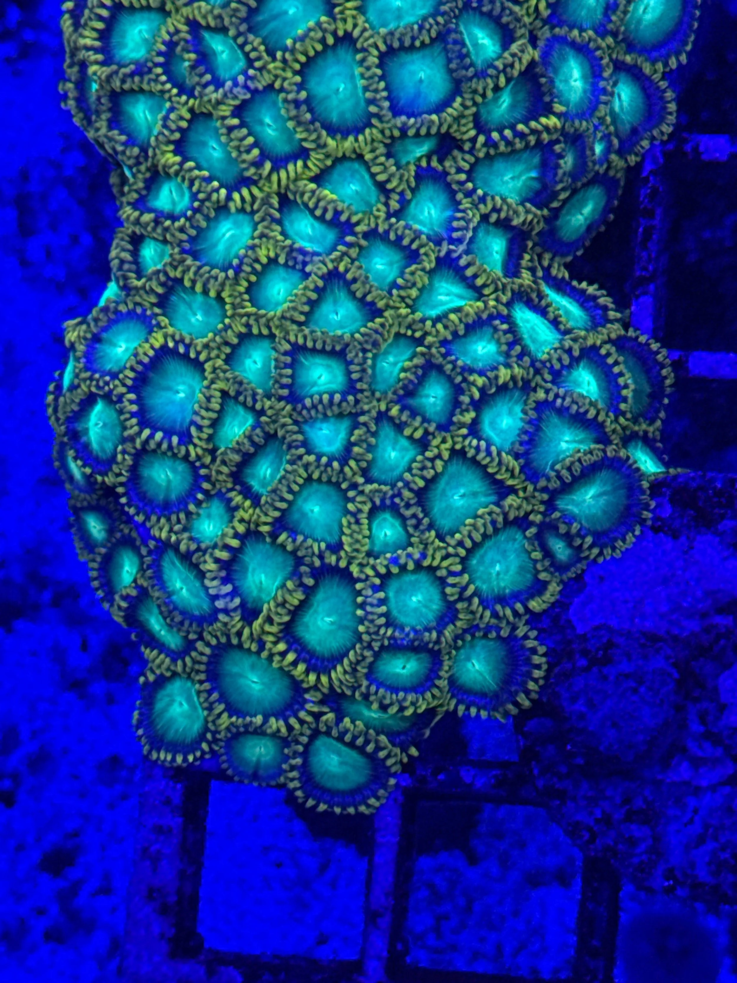 Green Dragon Eyes Zoas Mini Colony WYSIWYG