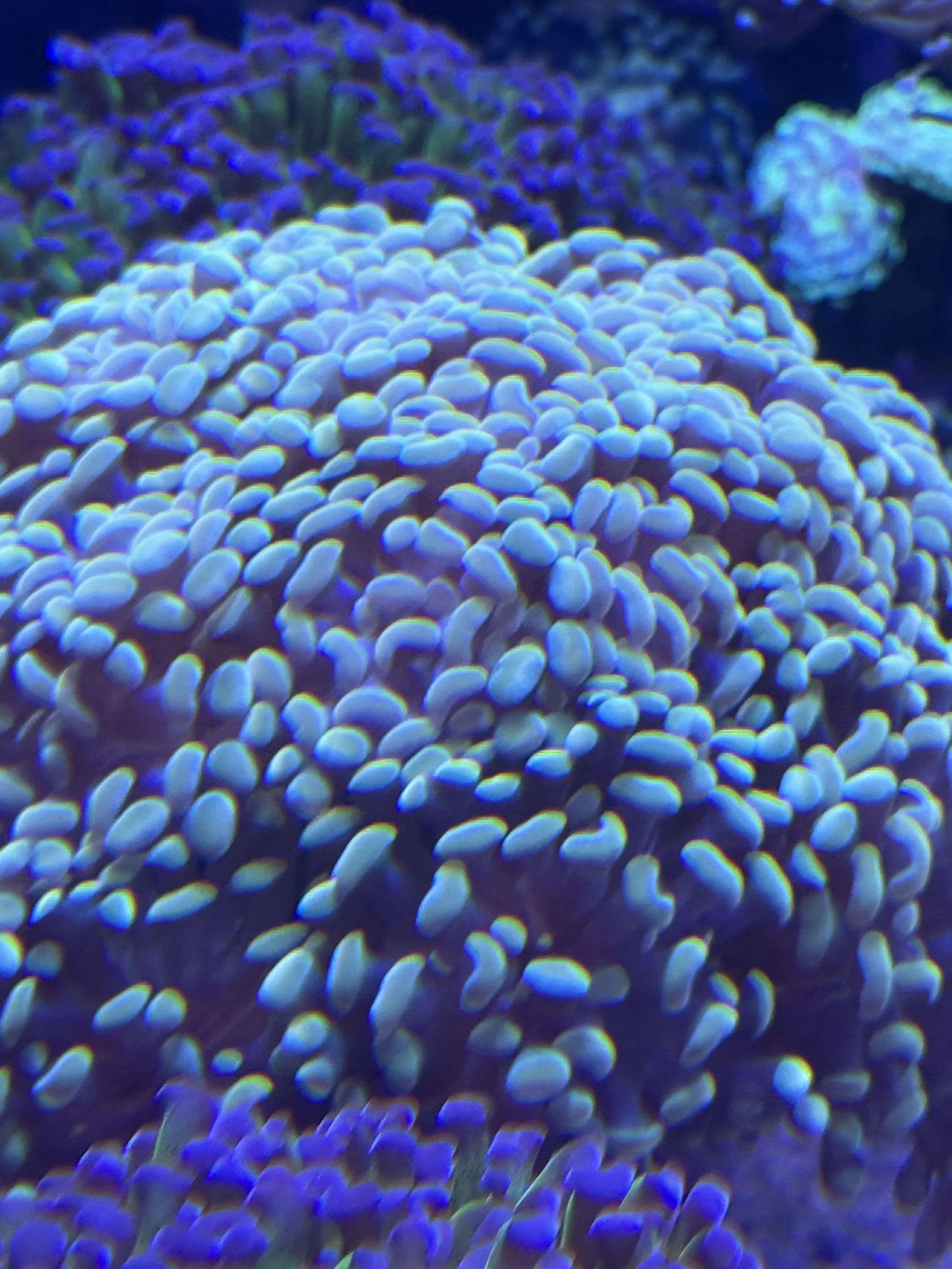 Gold Hammer.        (branching)