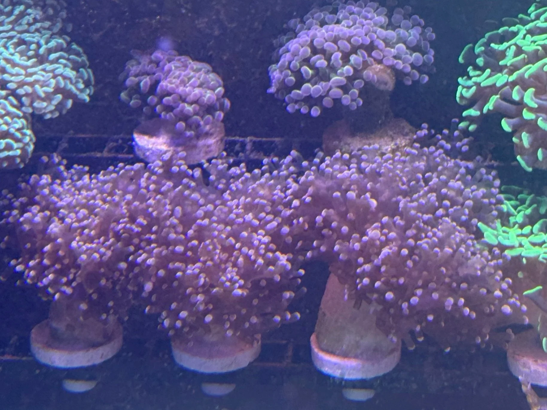 Red Frogspawn (extra large Heads)