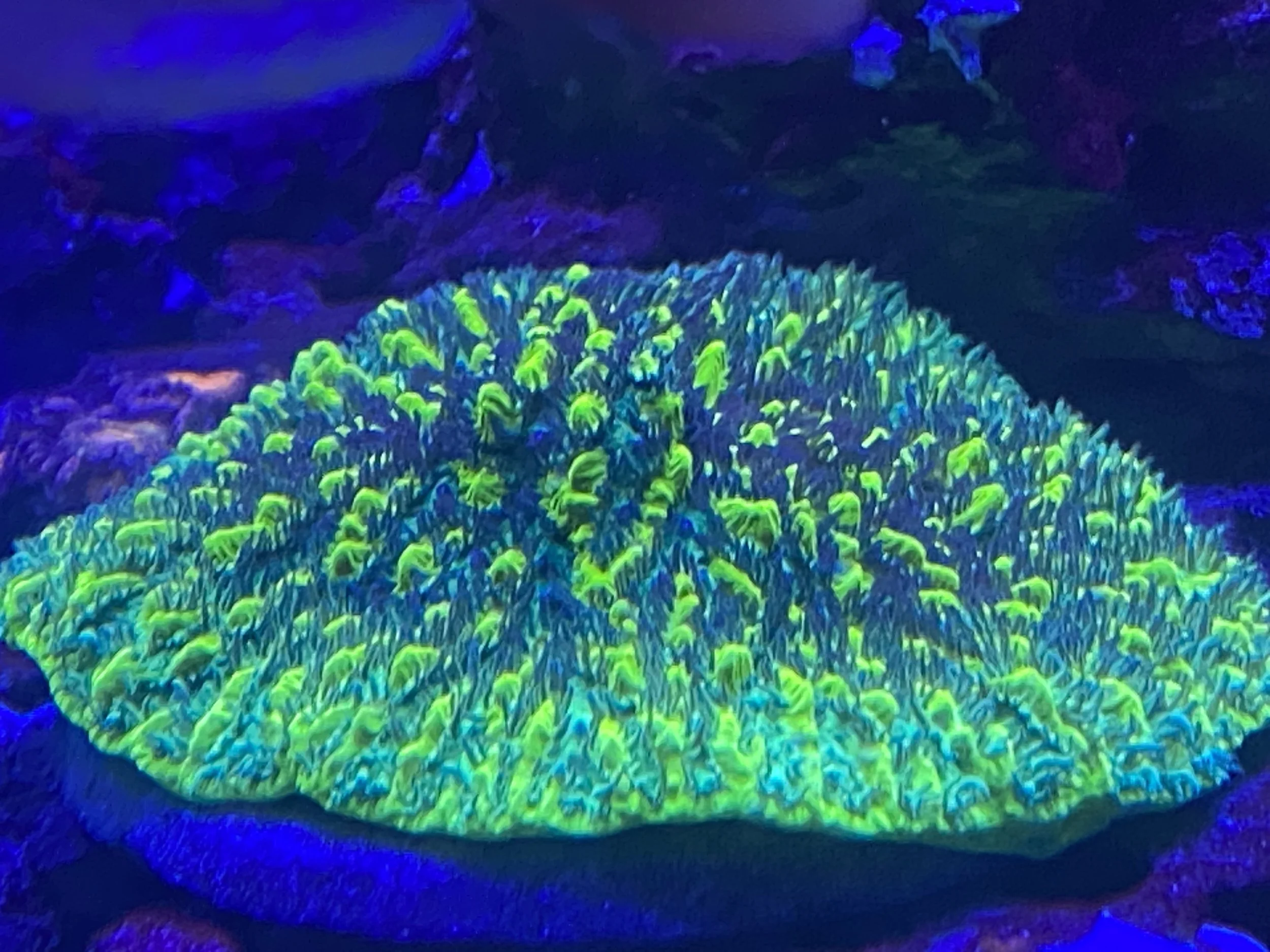 Acid Reflux Hydnophoria