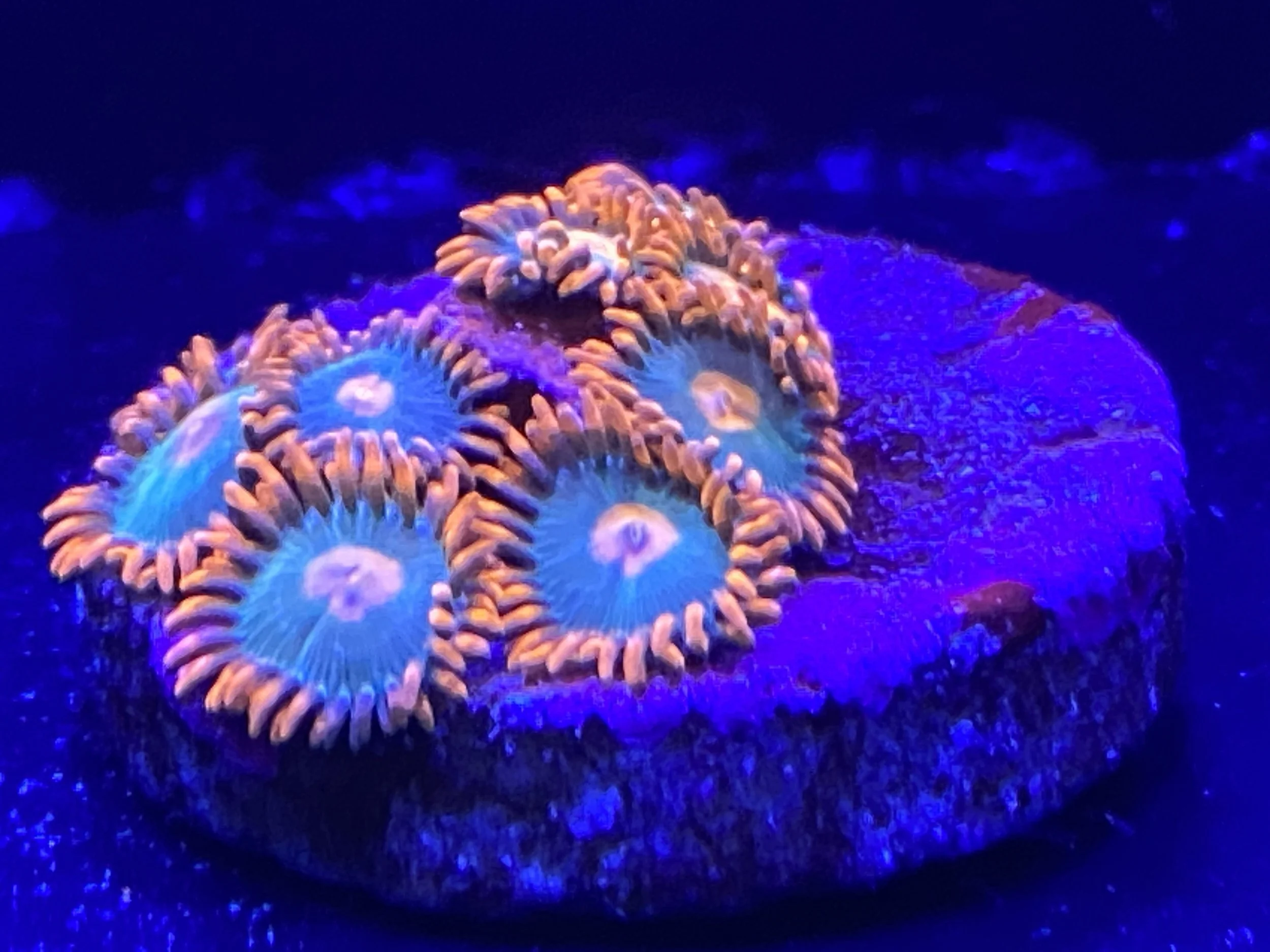 Gatorade Zoa