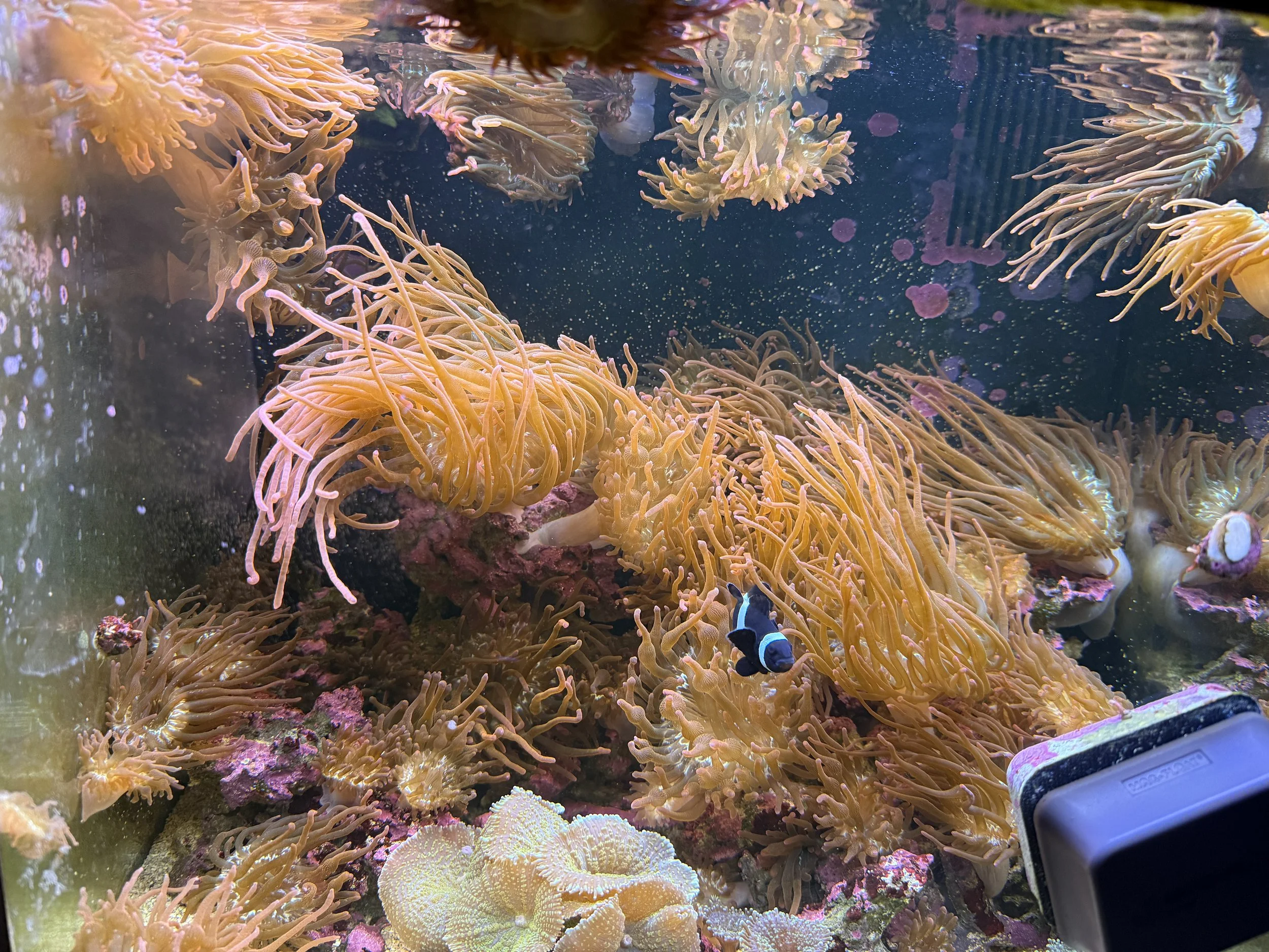 Rose Bubble Tip Anemone