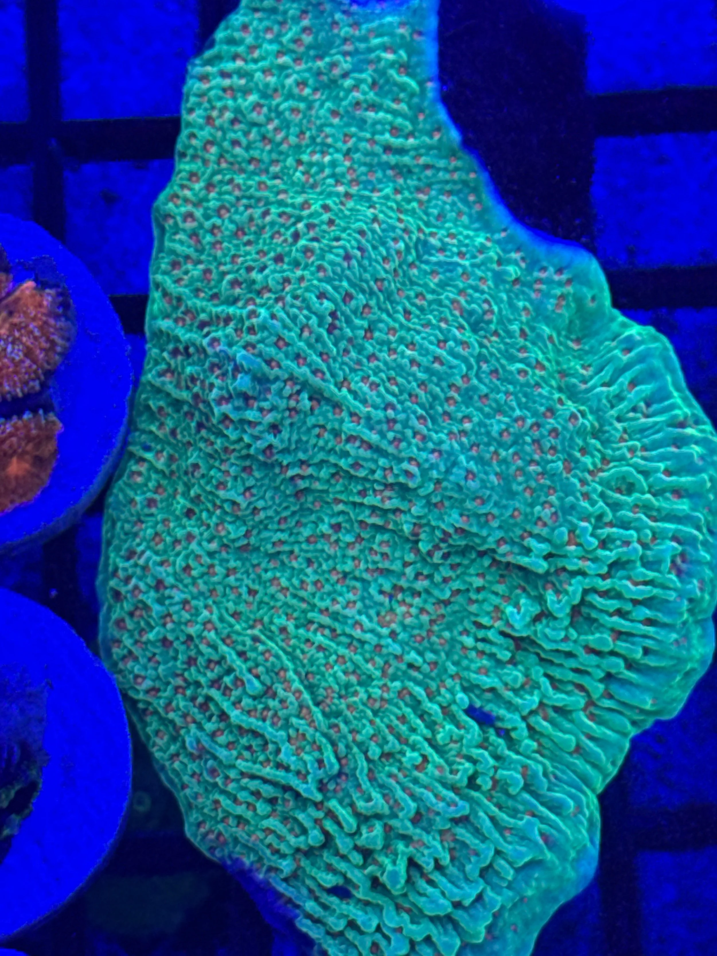 Seasons Greeting Montipora