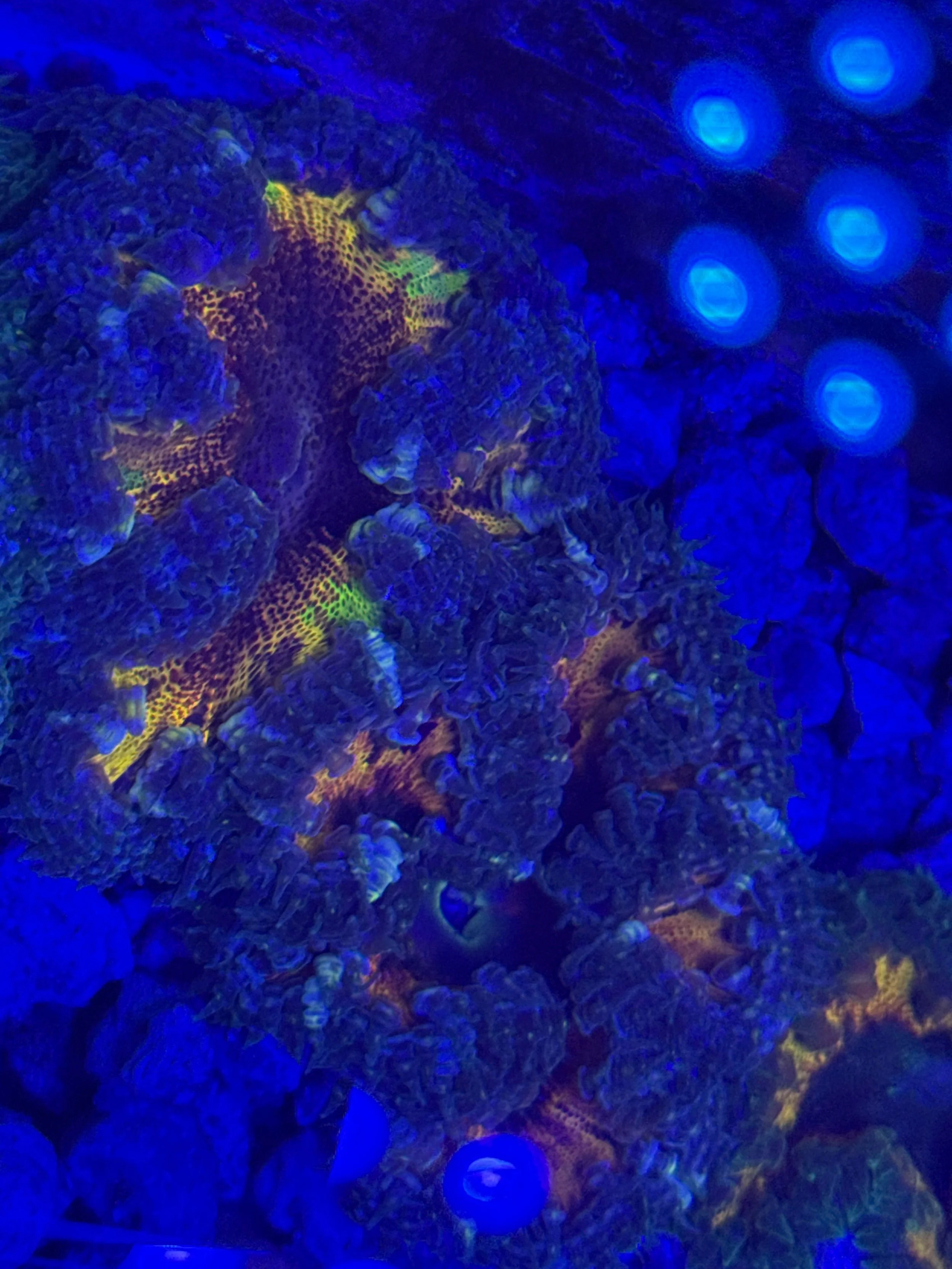 Multi Coloured Rock Flower Anemone