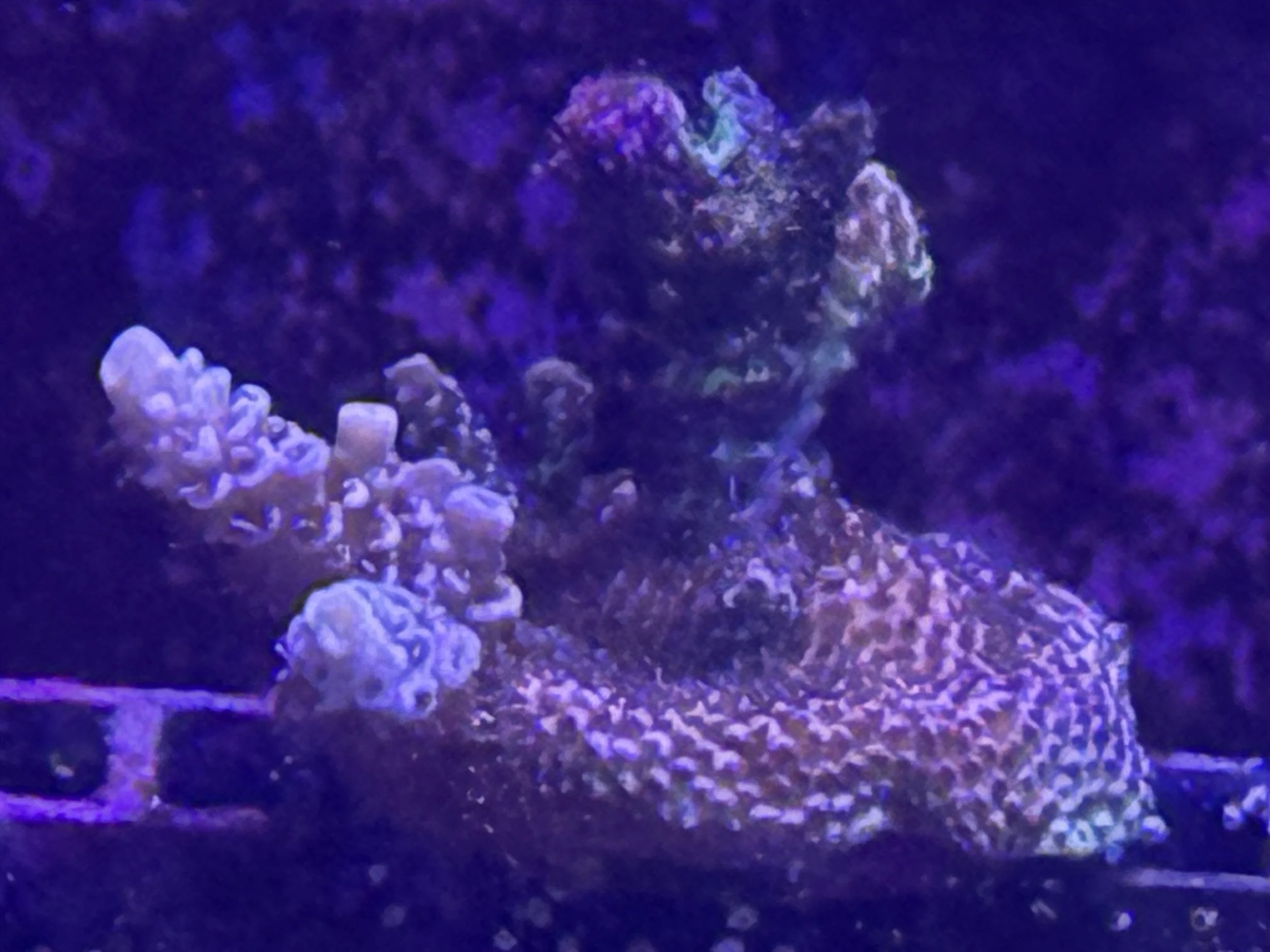 Red Milipora      Wysiwyg