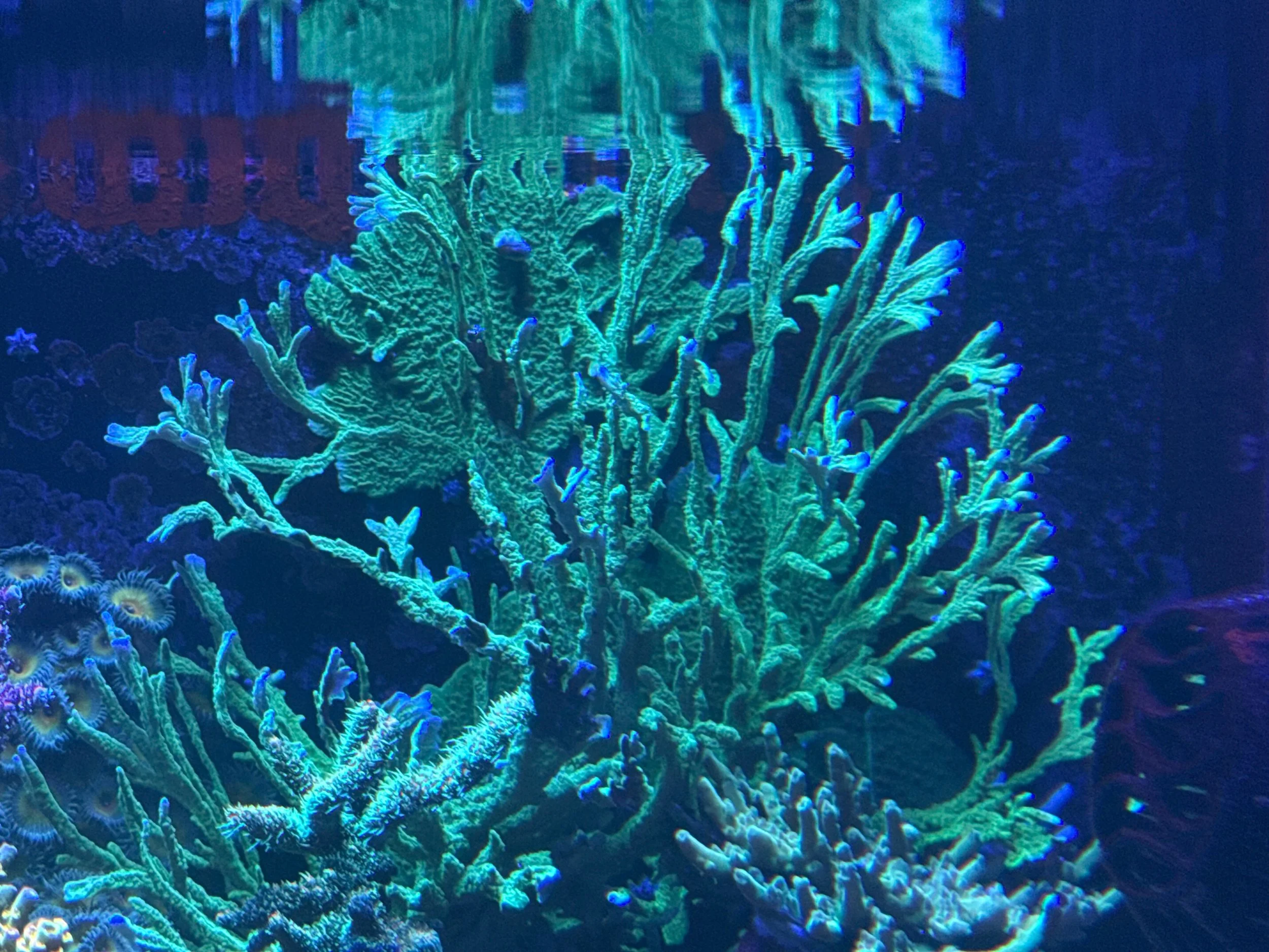 Green Elkhorn coral