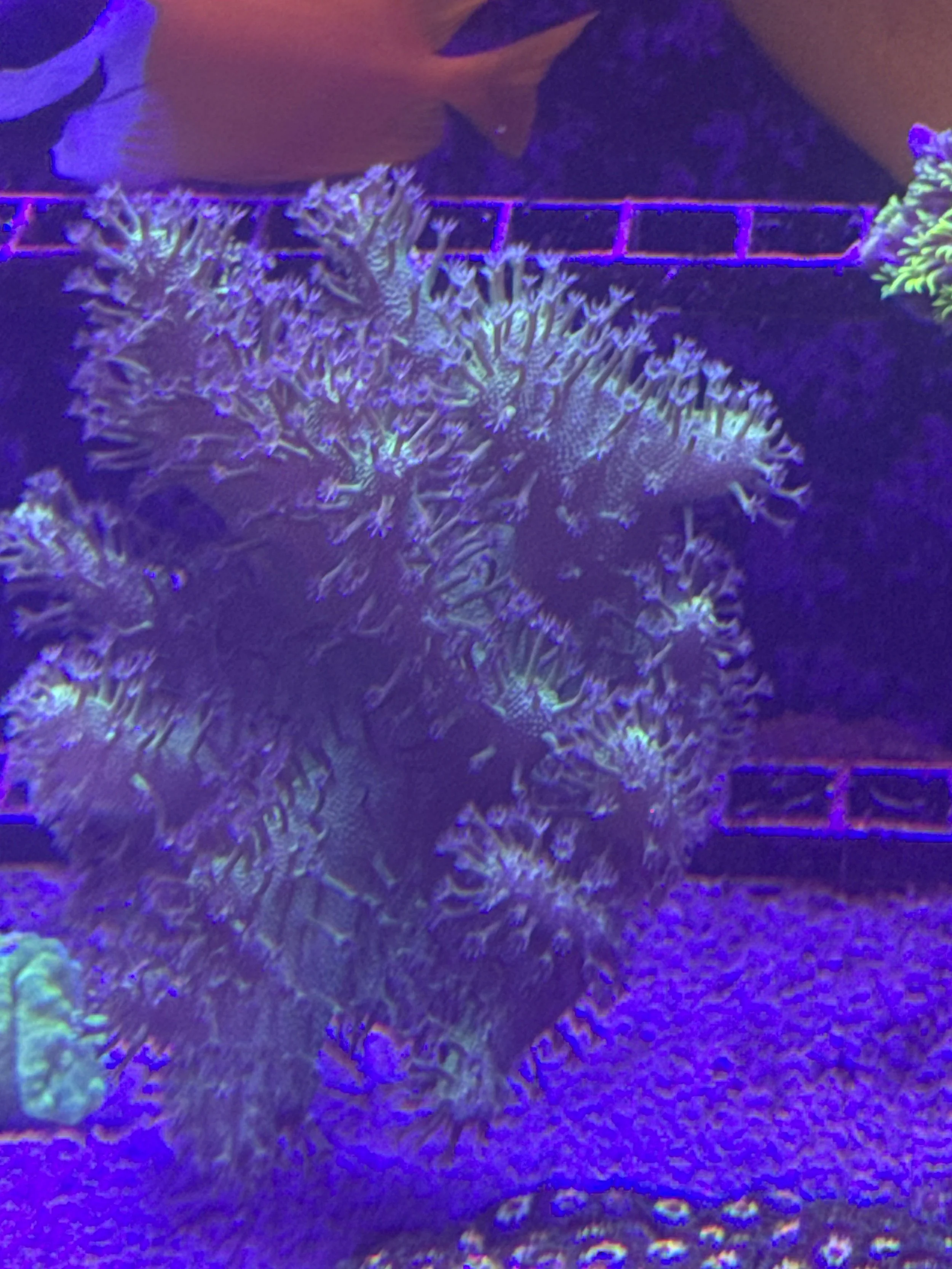 Large Neon Green Toadstool WYSIWYG