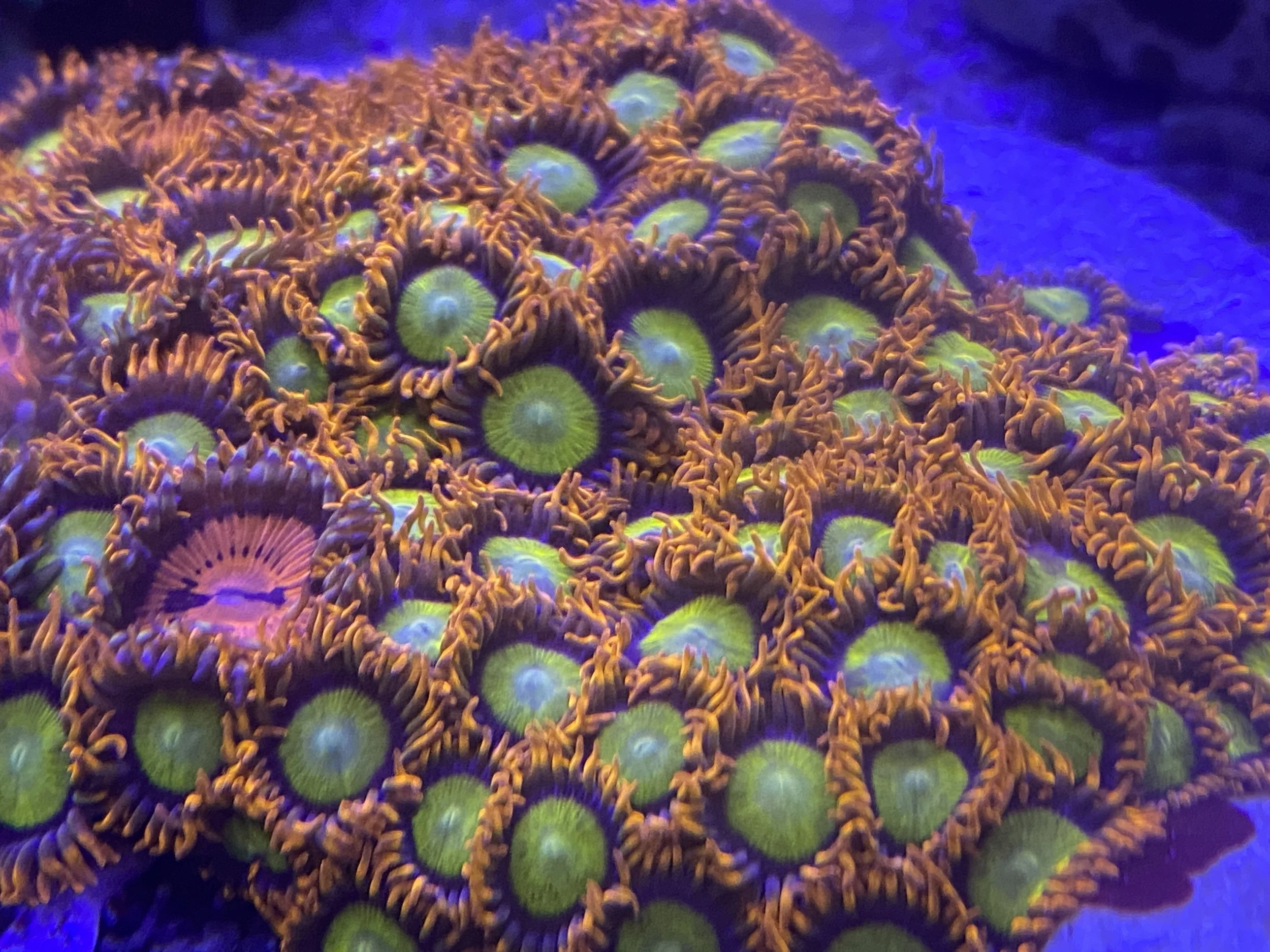 Mickey-Ds zoas