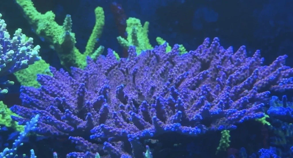 Orange Sherbet acropora (frag only)