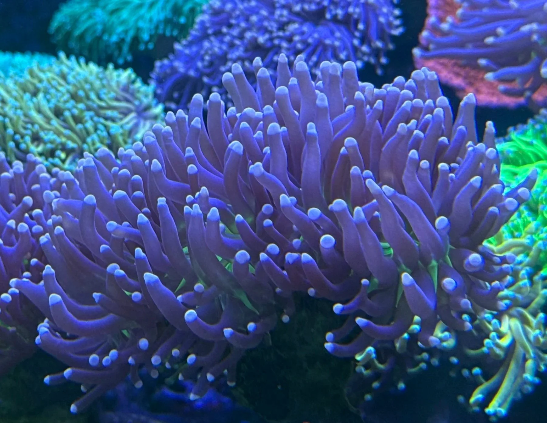 Malasian Joker Torch