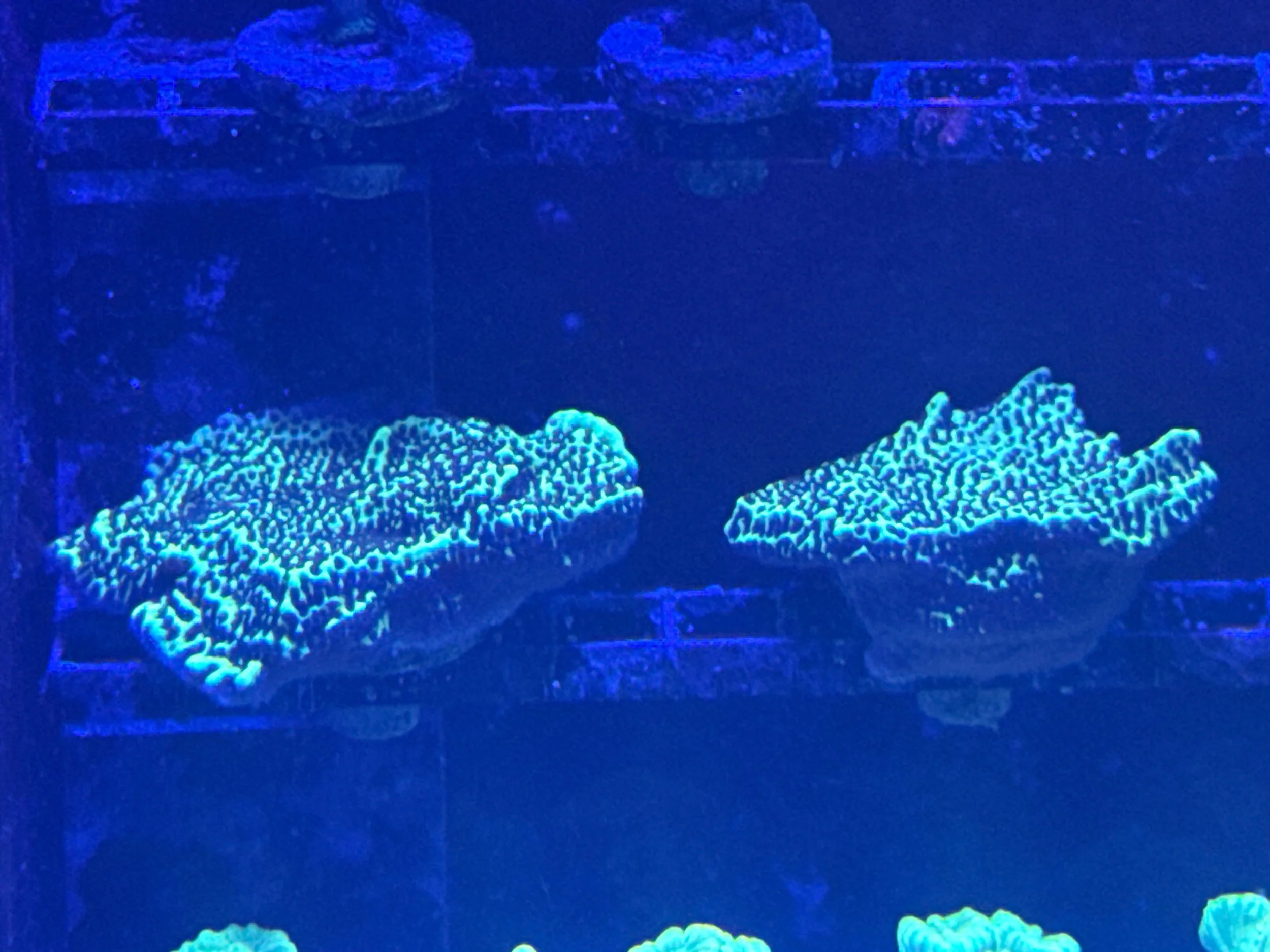 Green Spongodes monti