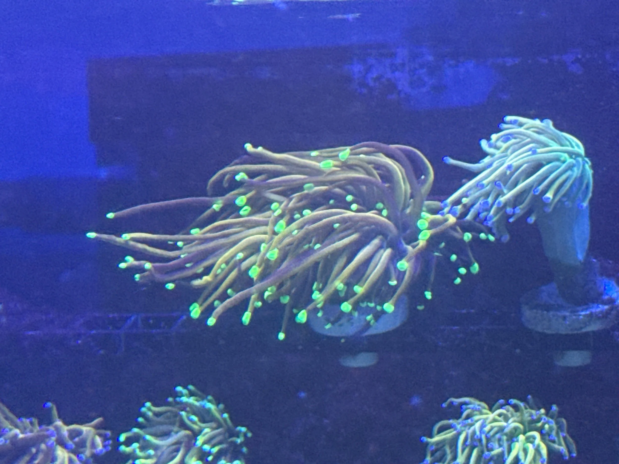 Hawt mess torch(frag)