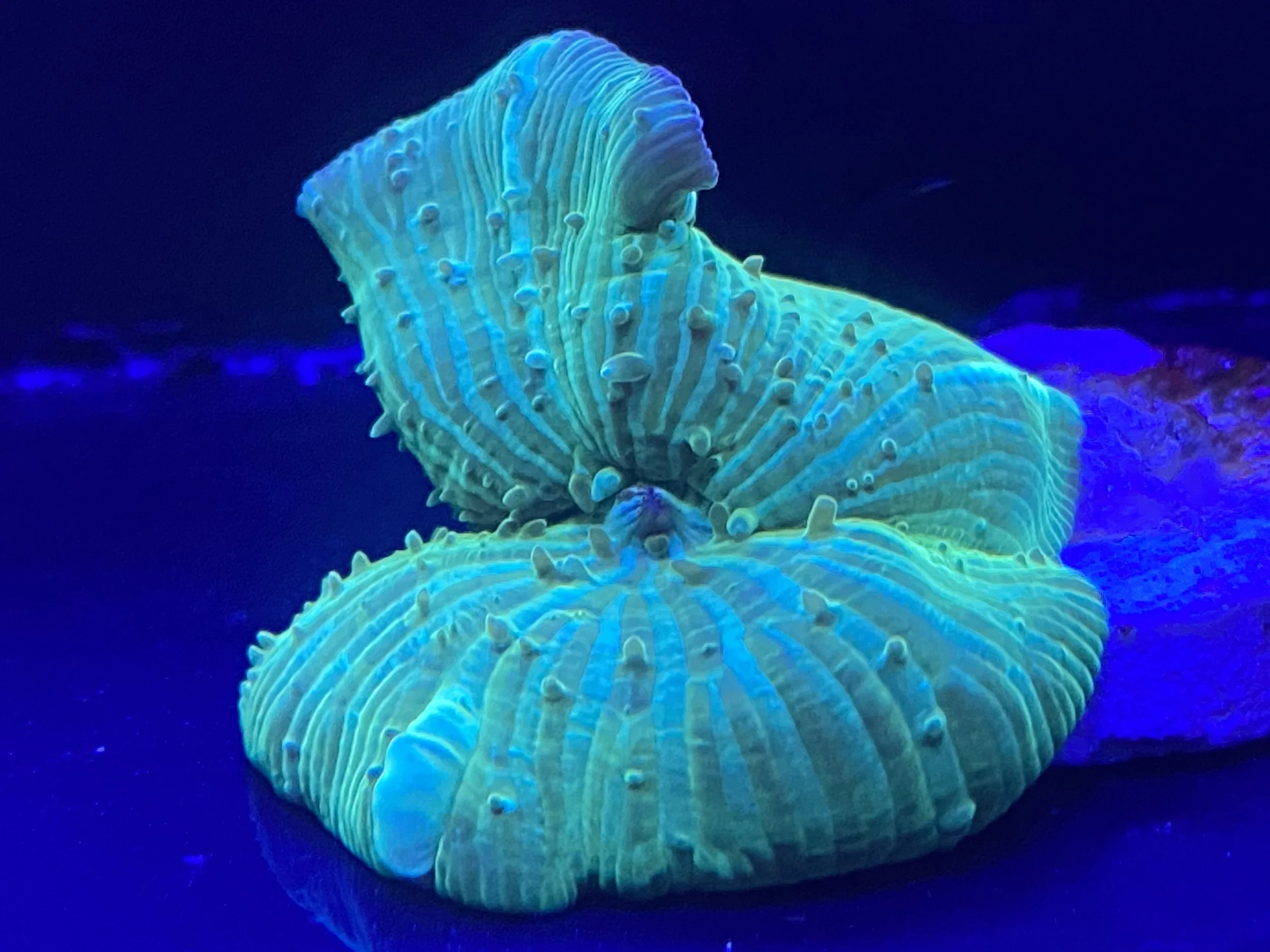 Bright Green Discosoma mushroom