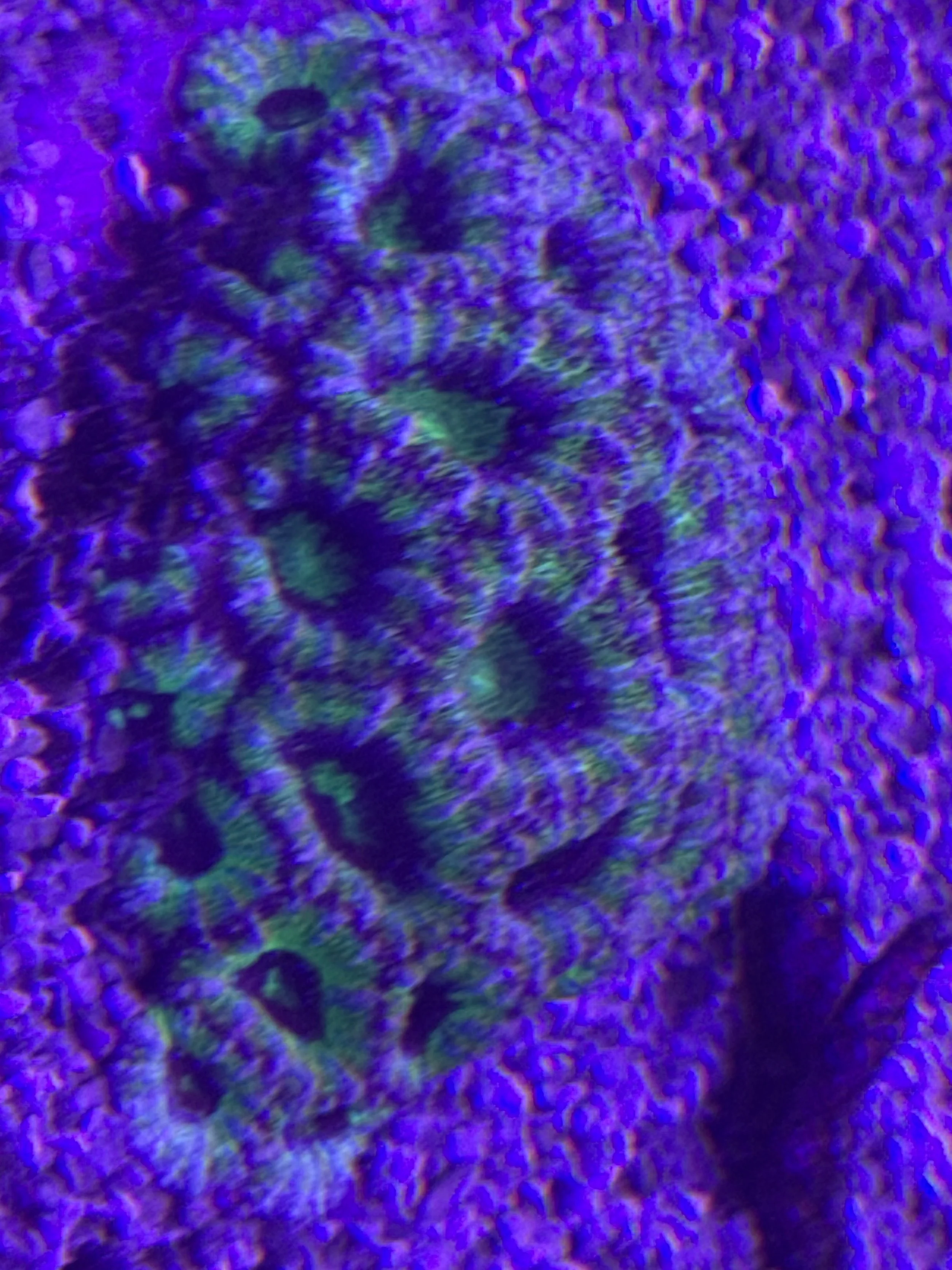 Acan Colony WYSIWYG