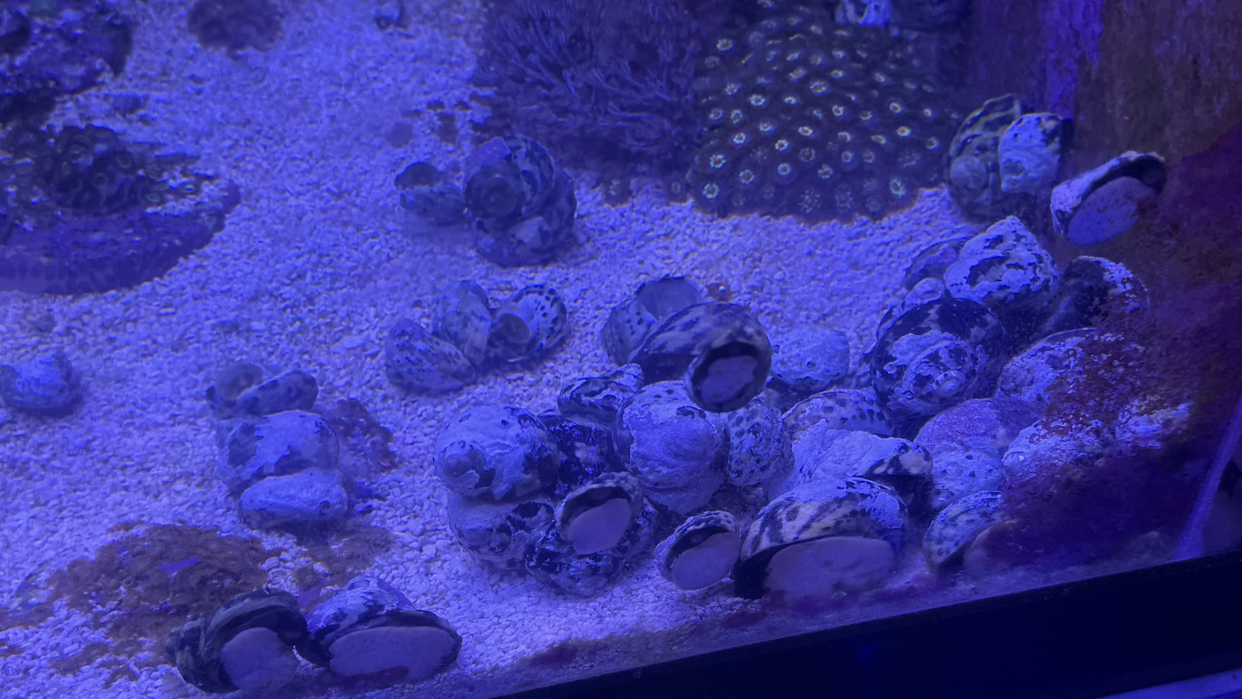 Mexican Striped Turbo Snails