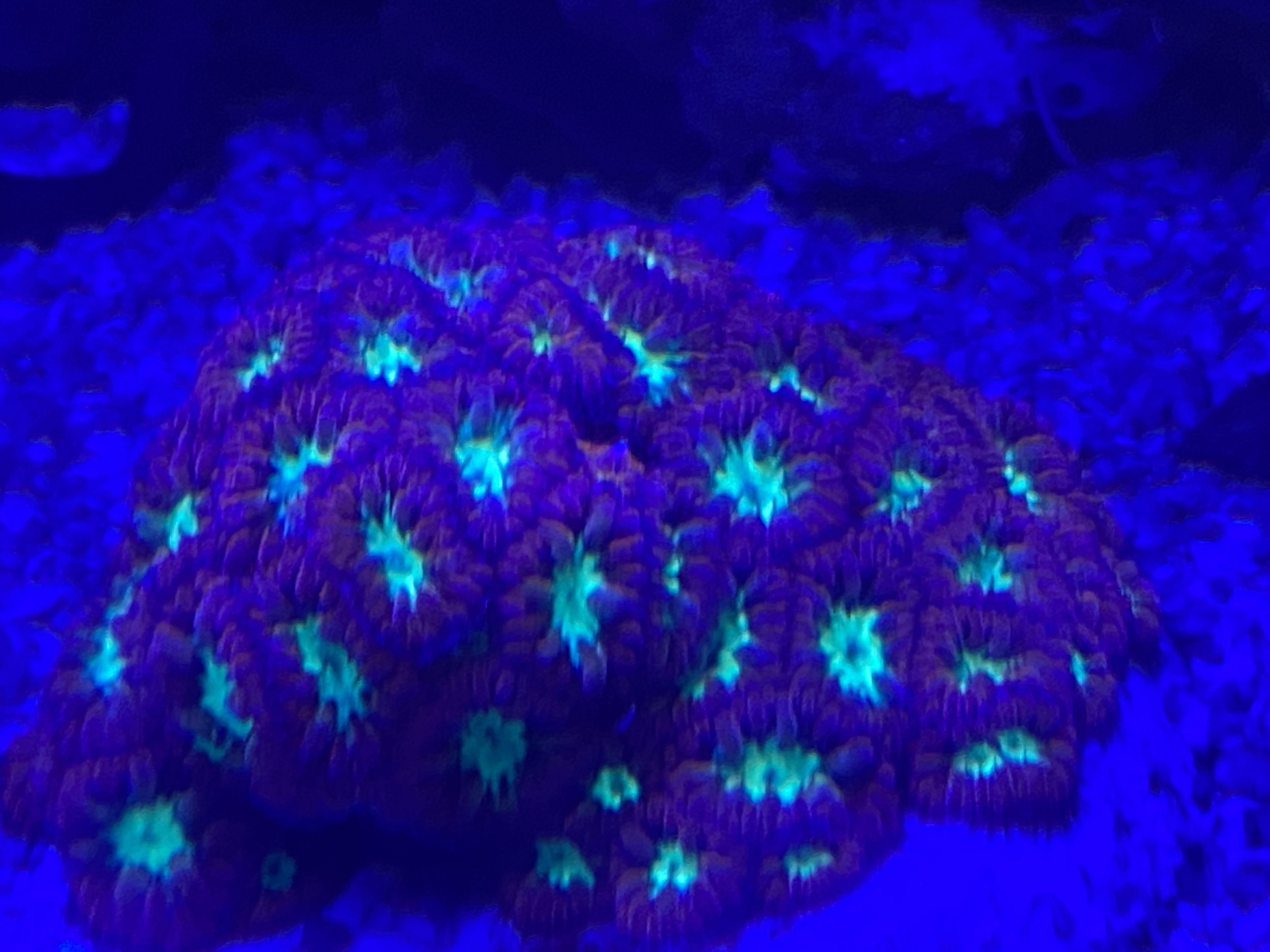 Blastomussa Merletti