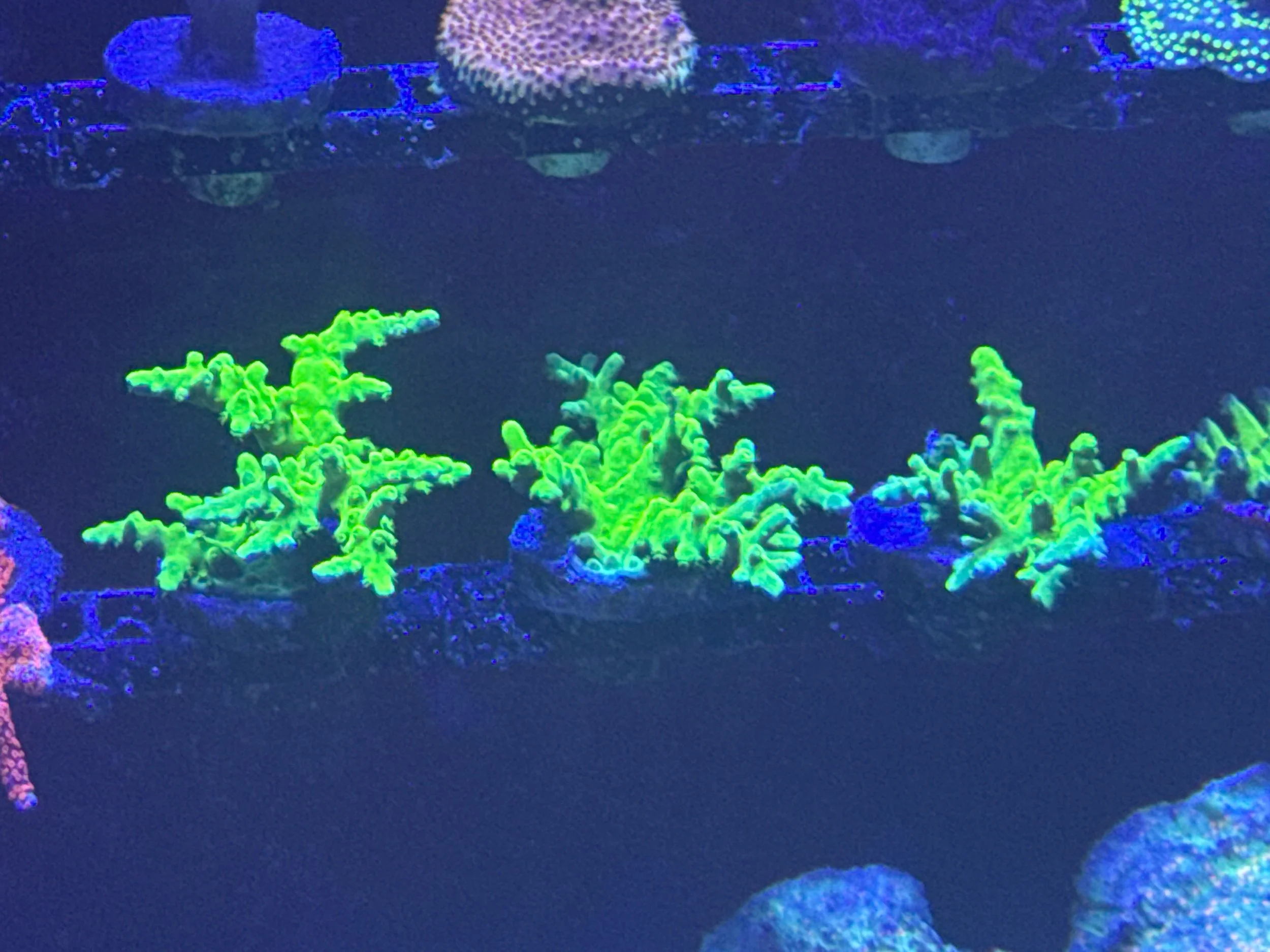 Yellow Slimer Acropora