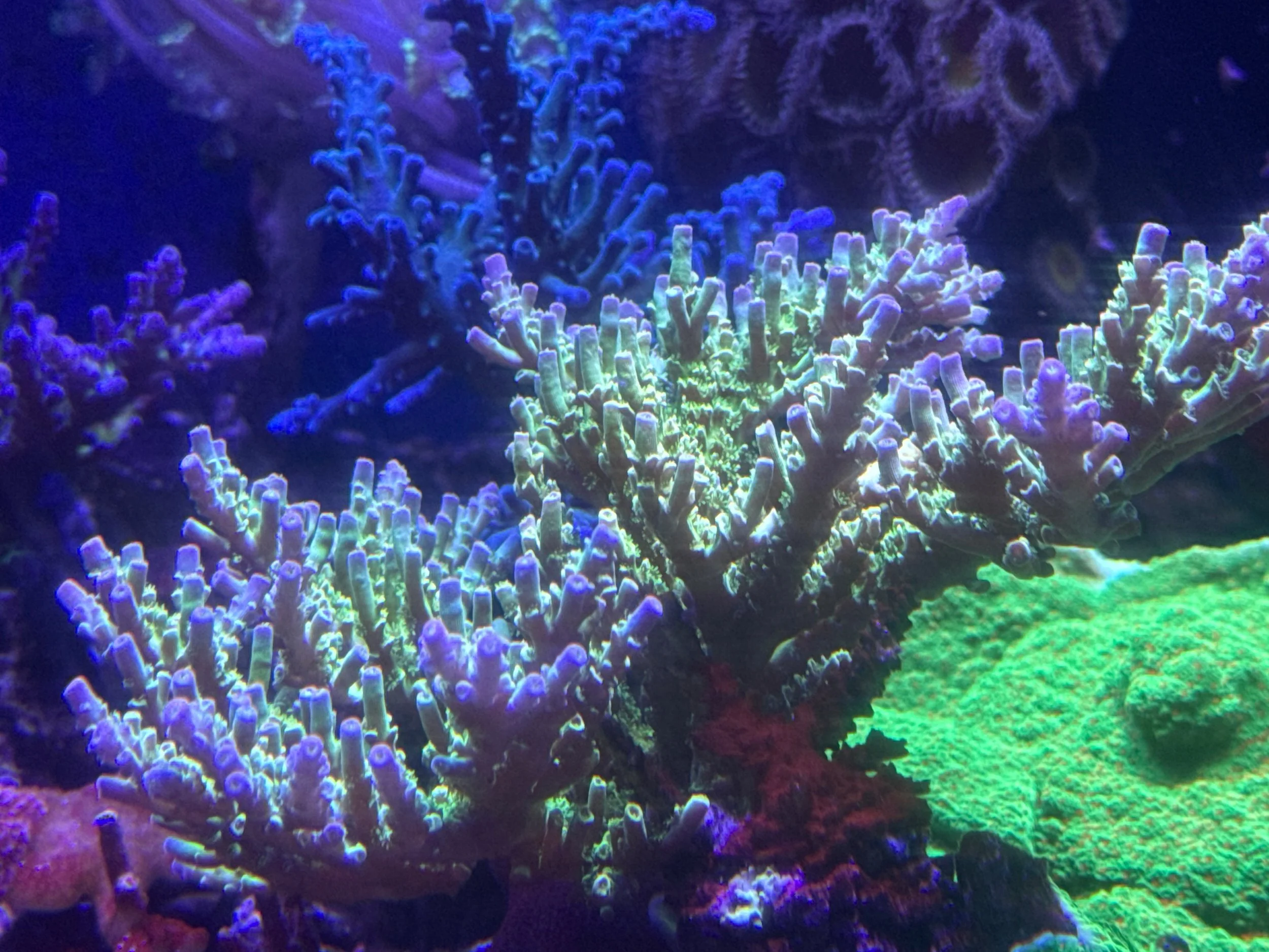 Lime Passion acro(frag)