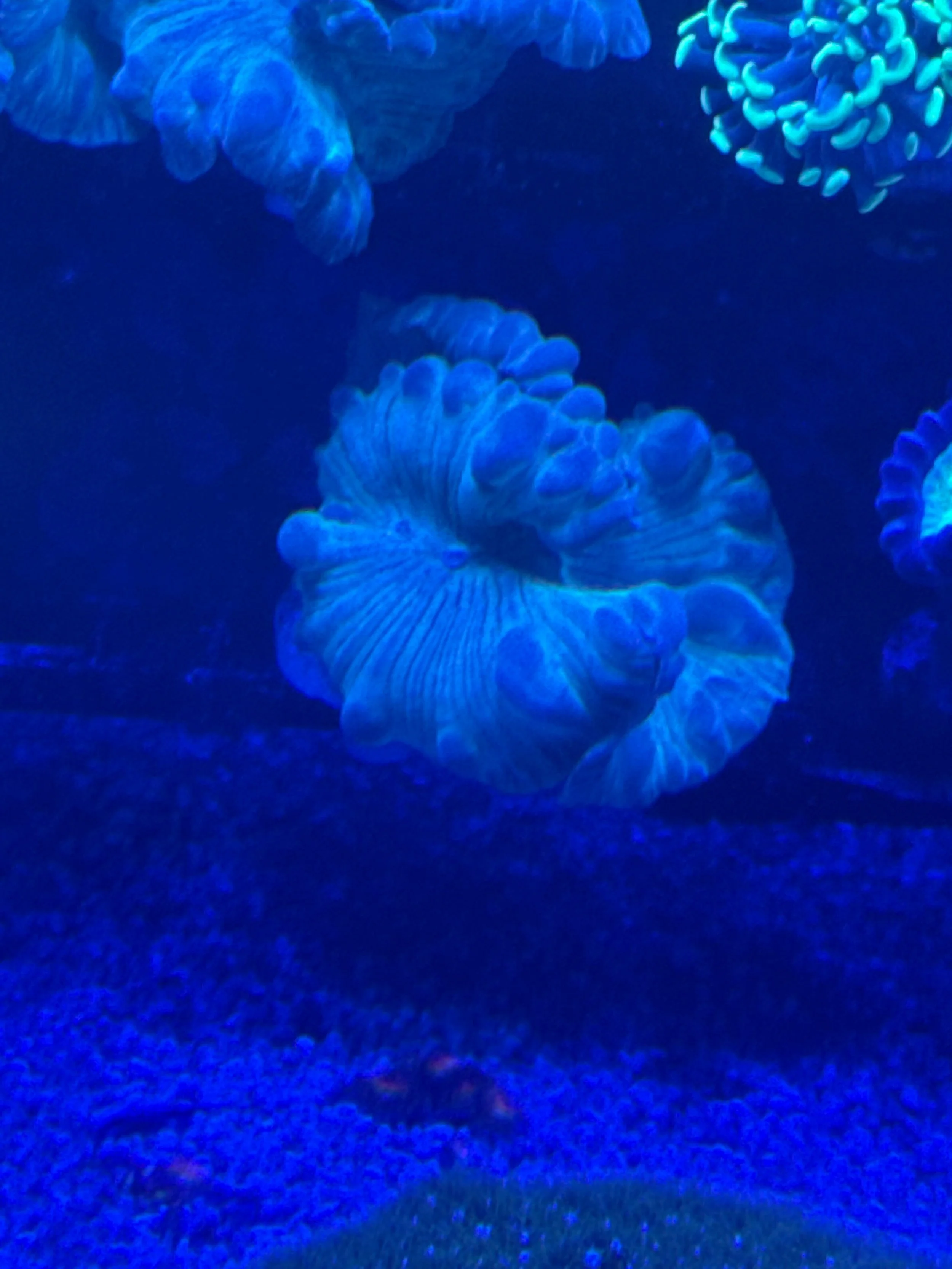 Large fox coral frag (wysiwyg)