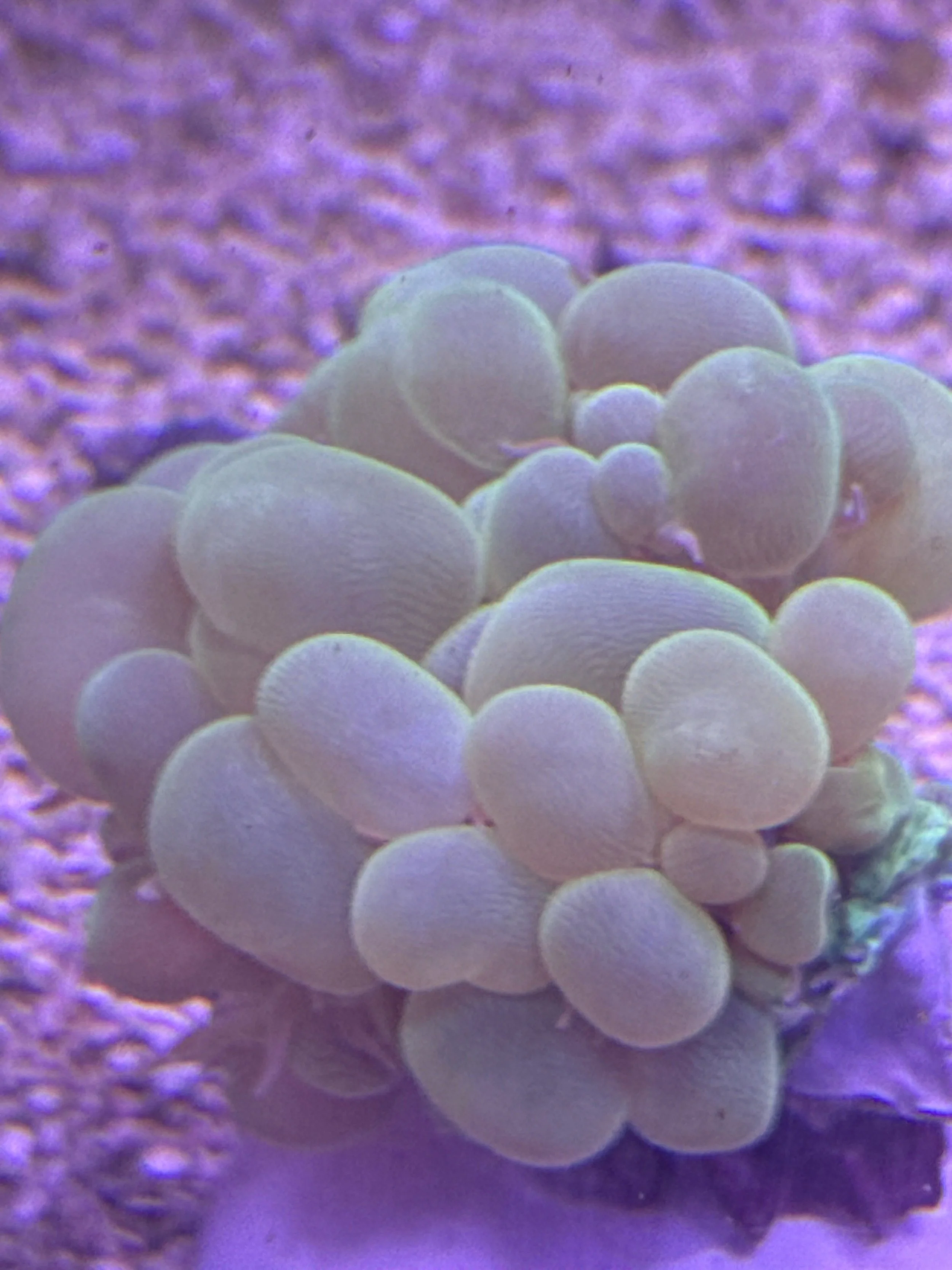 Green bubble coral WYSIWYG
